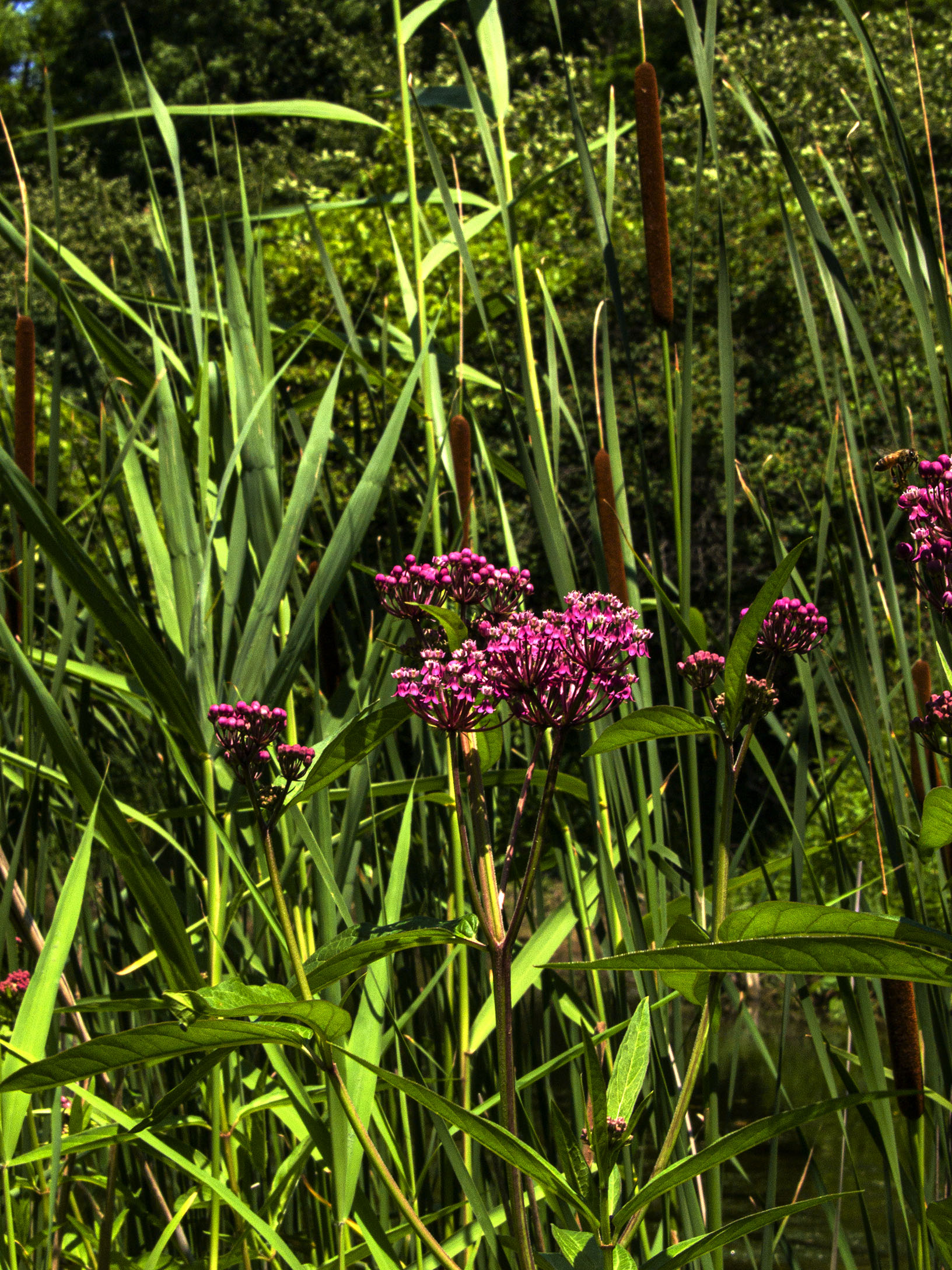Cattails and Swamp Milkweed