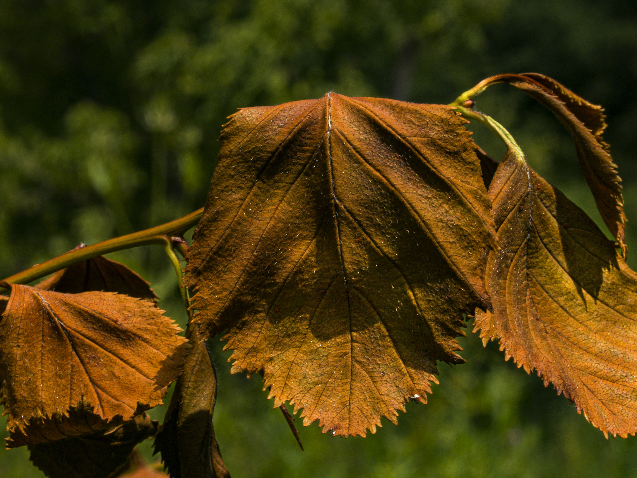 Browned Leaves