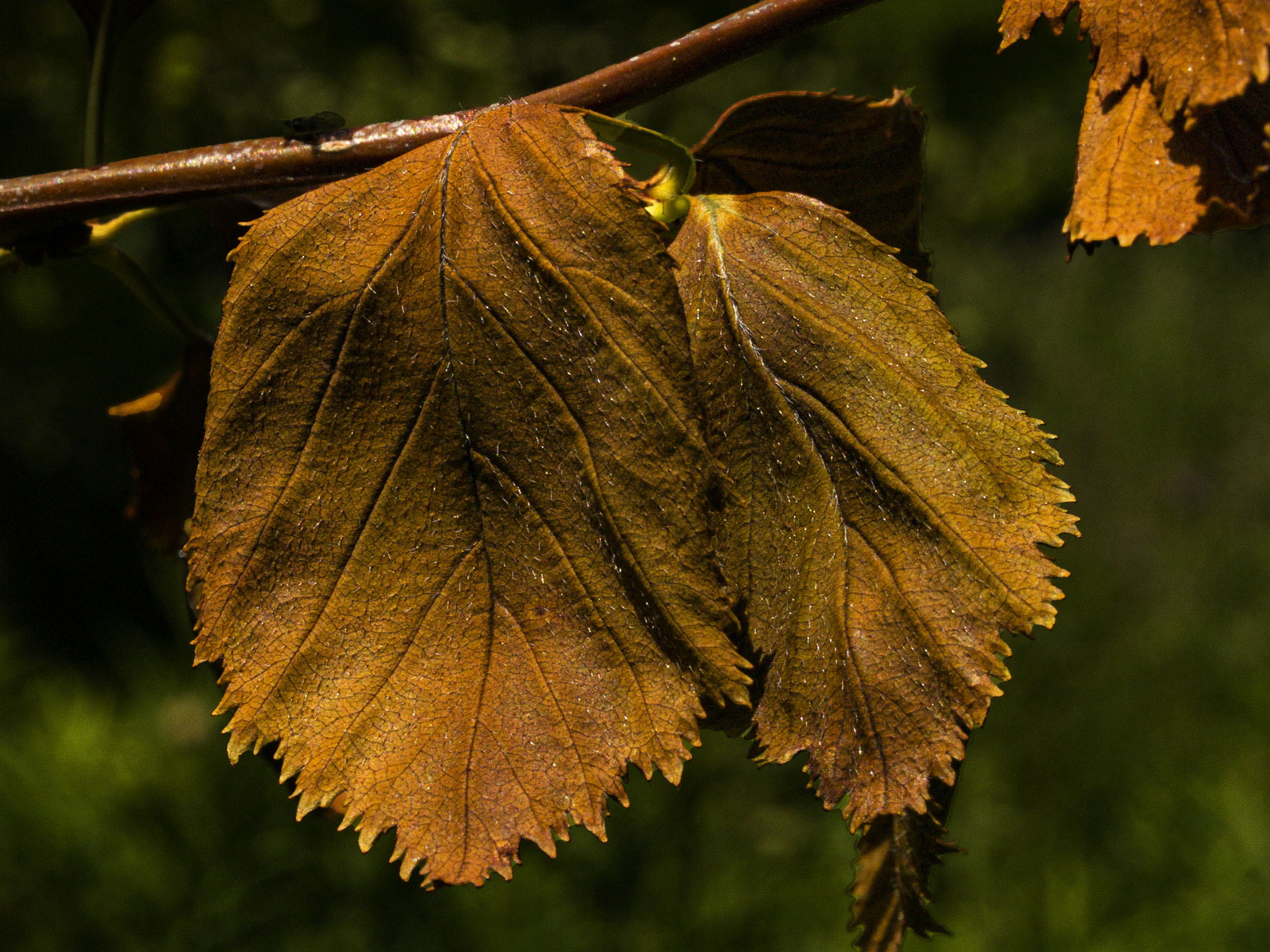 Browned Leaves