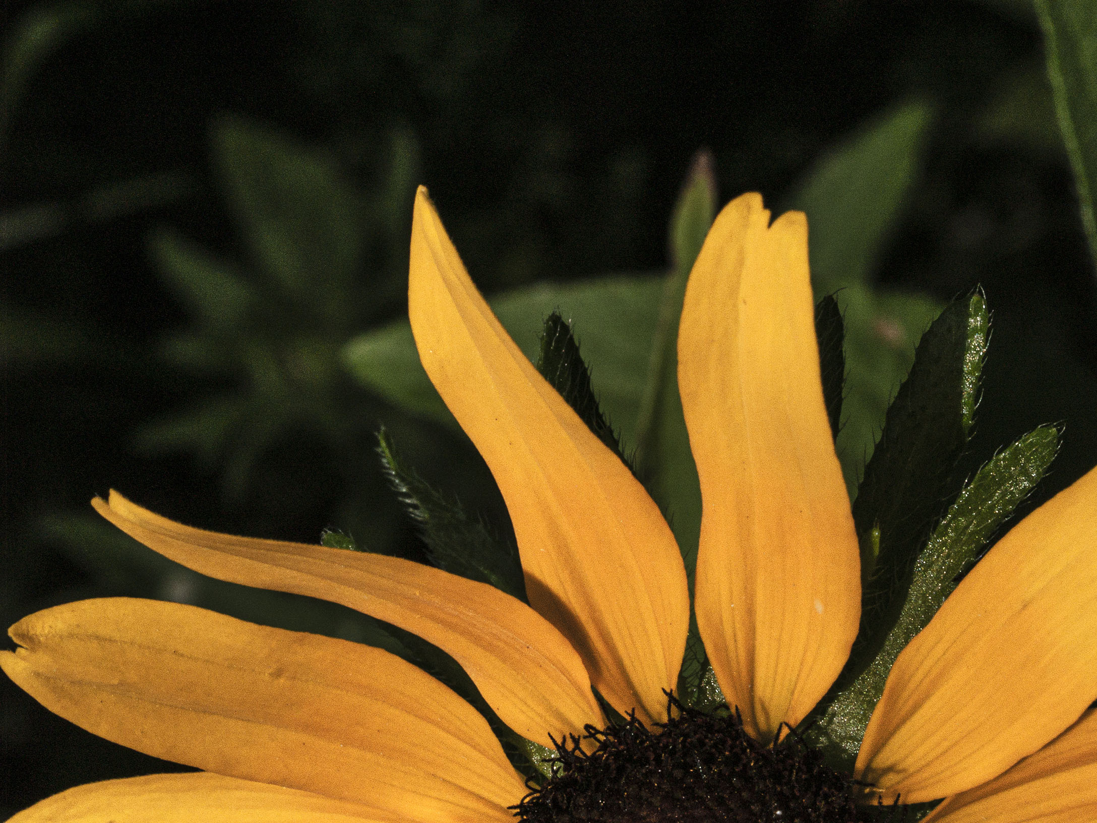 Black-eyed Susan