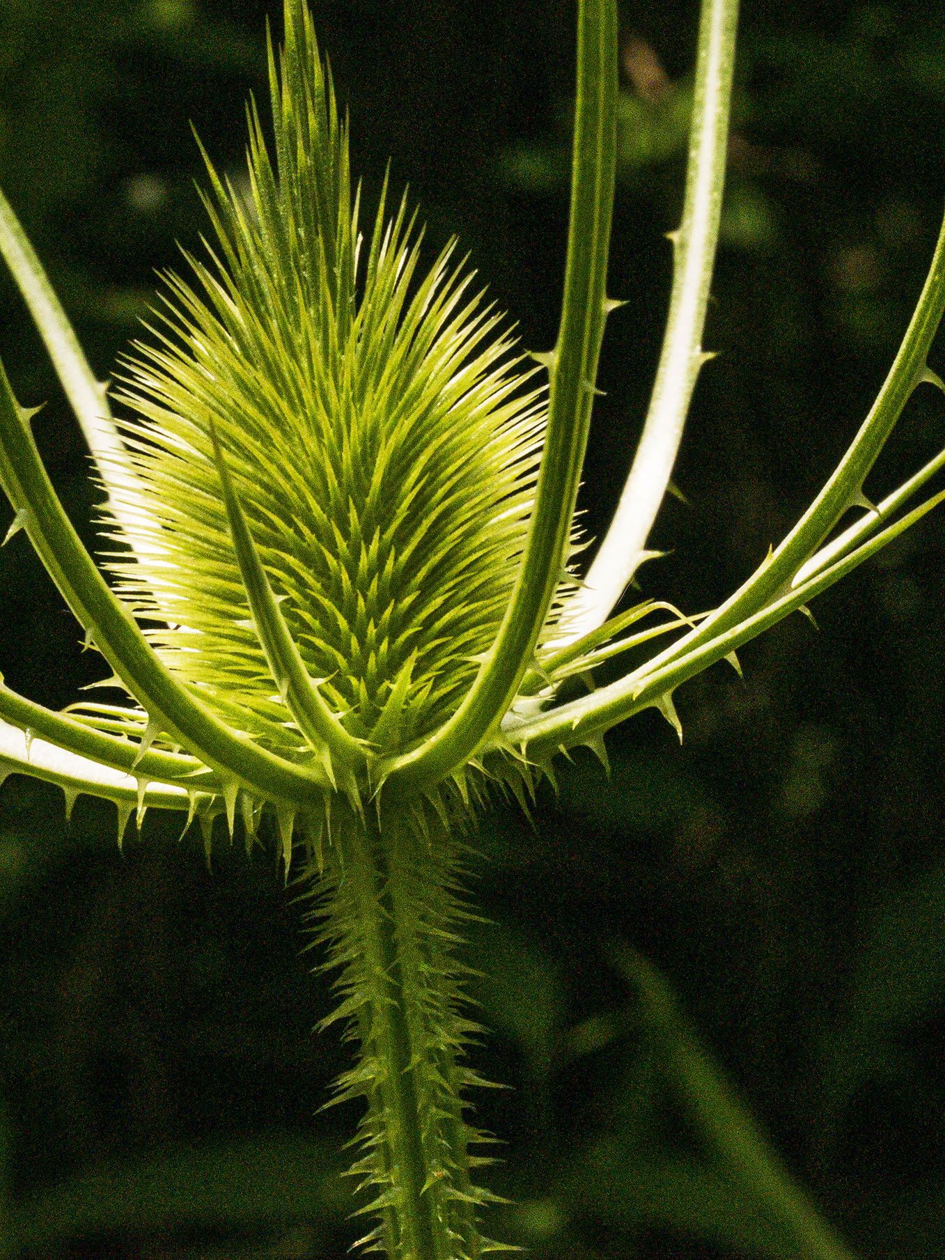 Wild Teasel