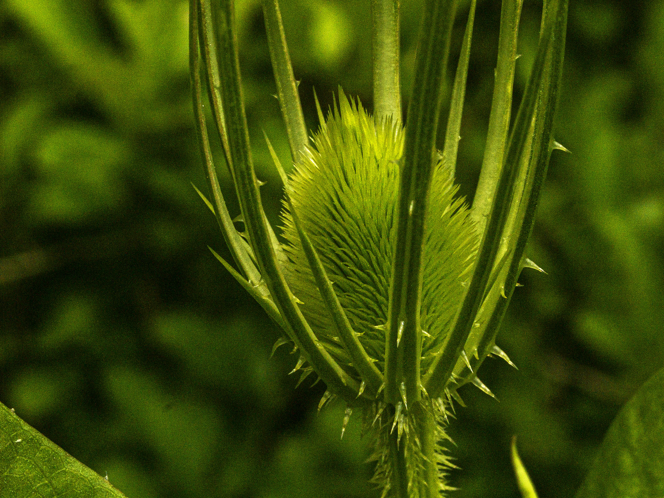 Wild Teasel