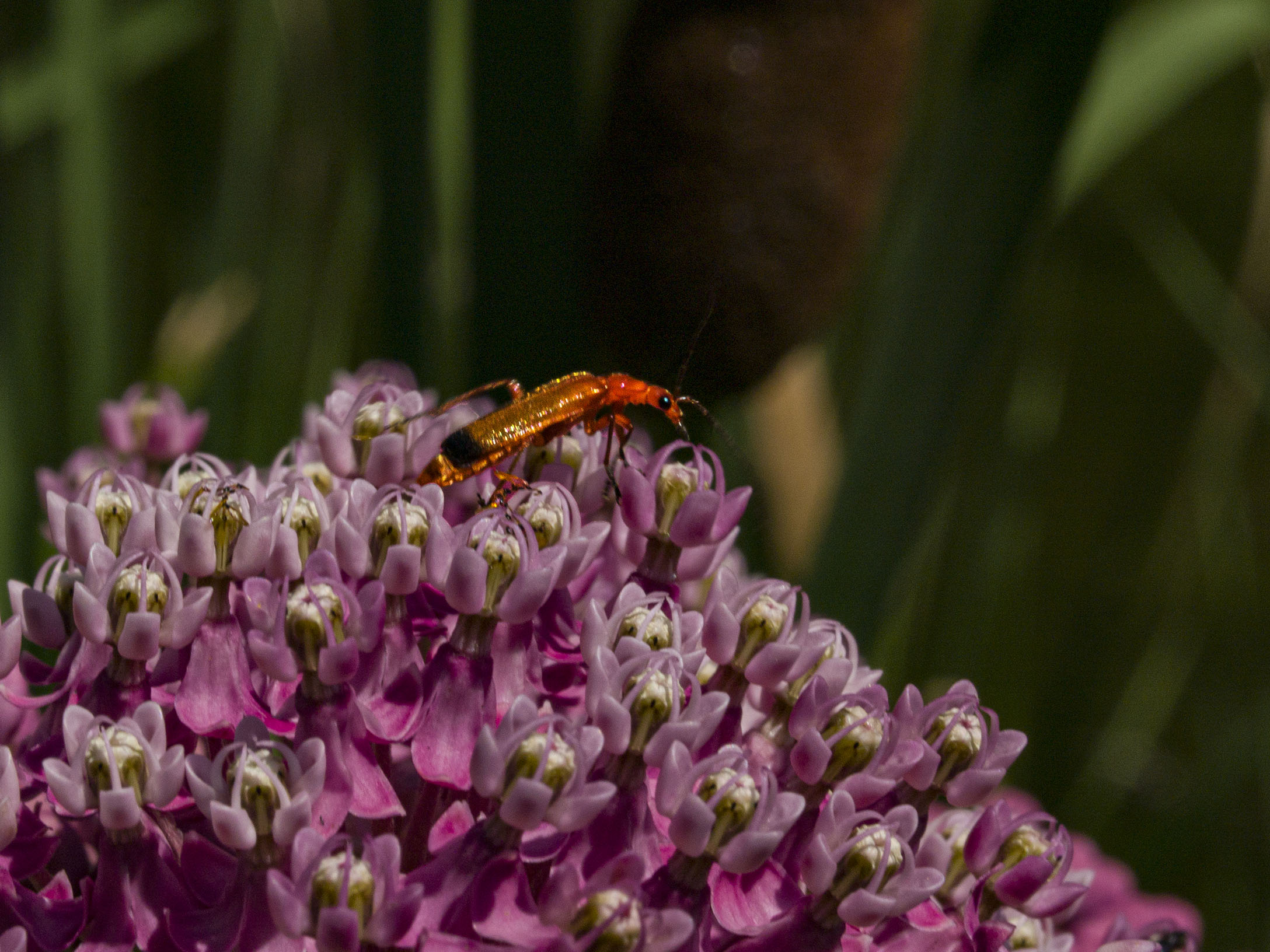 Common Red Soldier Beetle on Swamp Milkweed