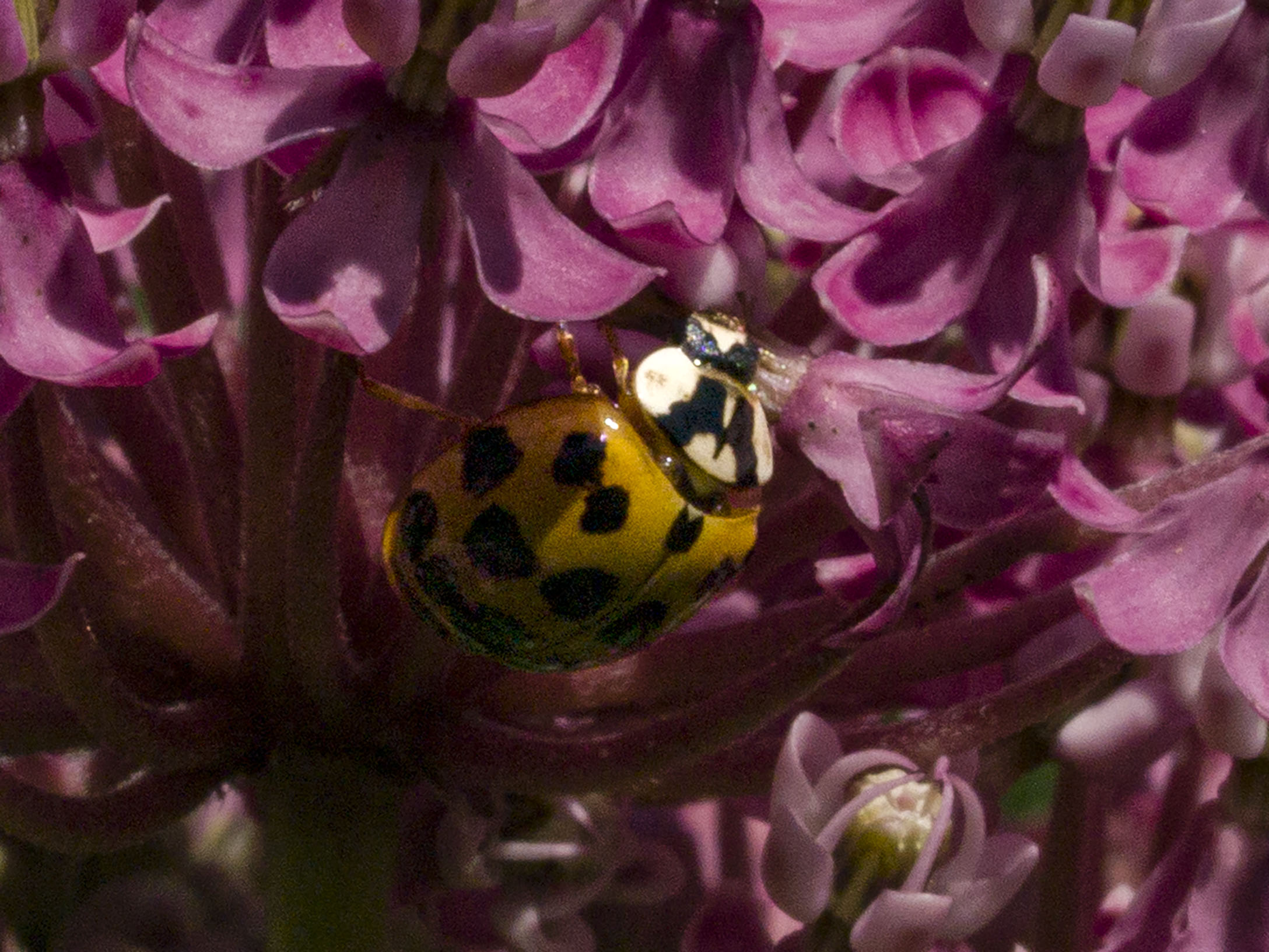 Ladybug on Swamp Milkweed