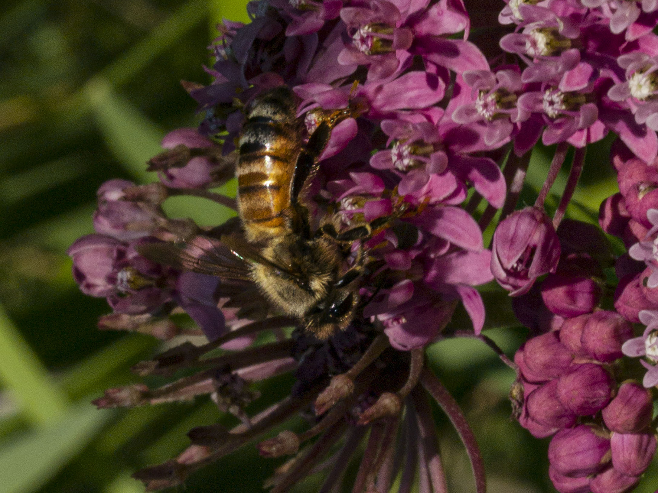 Bee on Swamp Milkweed