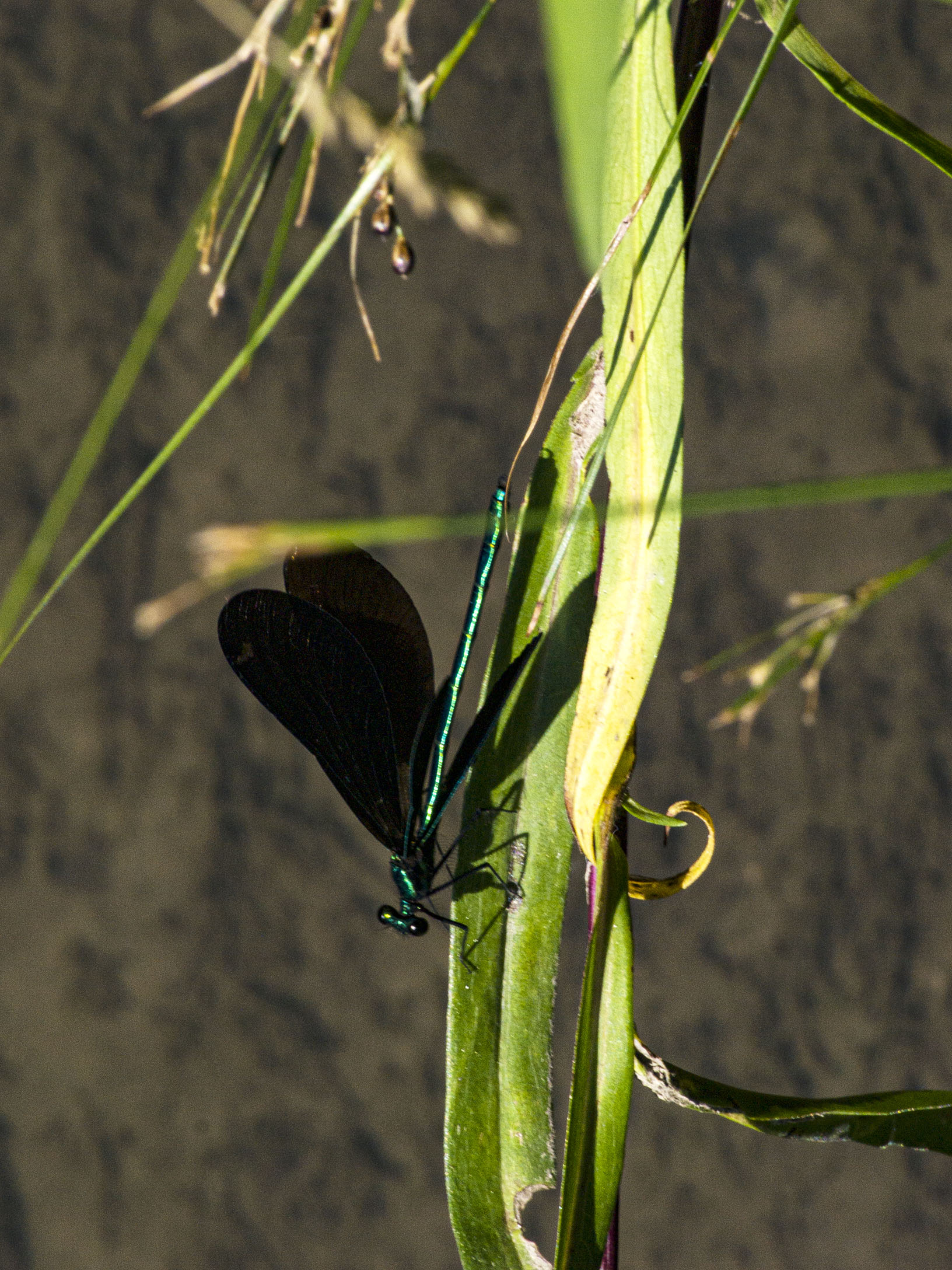 Jewelwing Damselfly