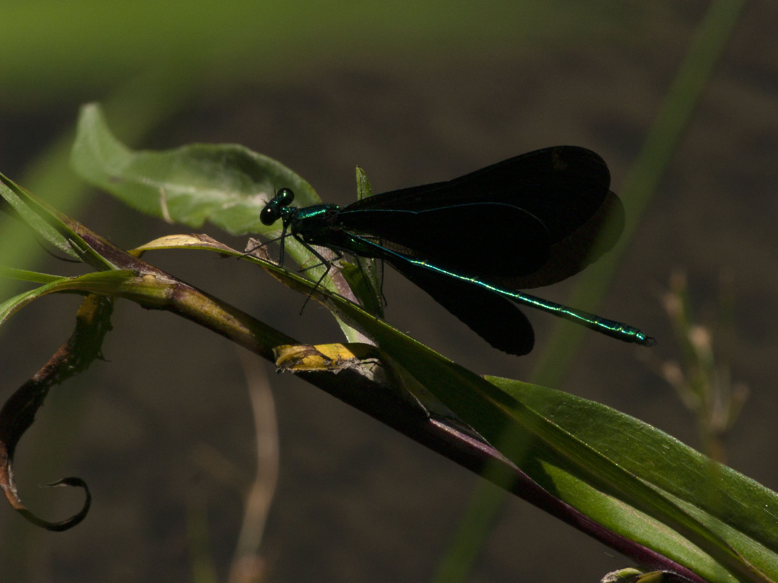 Jewelwing Damselfly