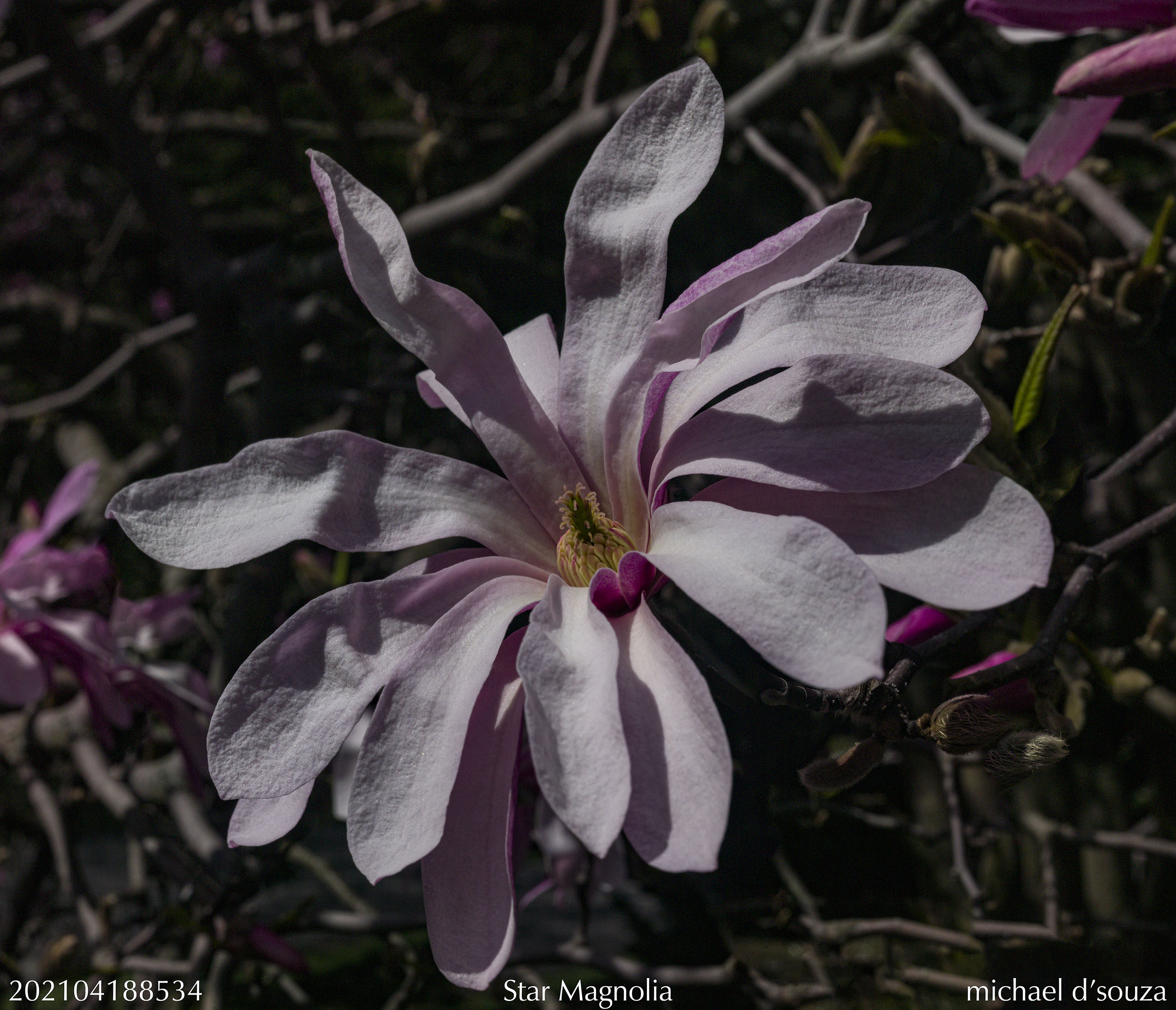 ​Pink Star Magnolia​