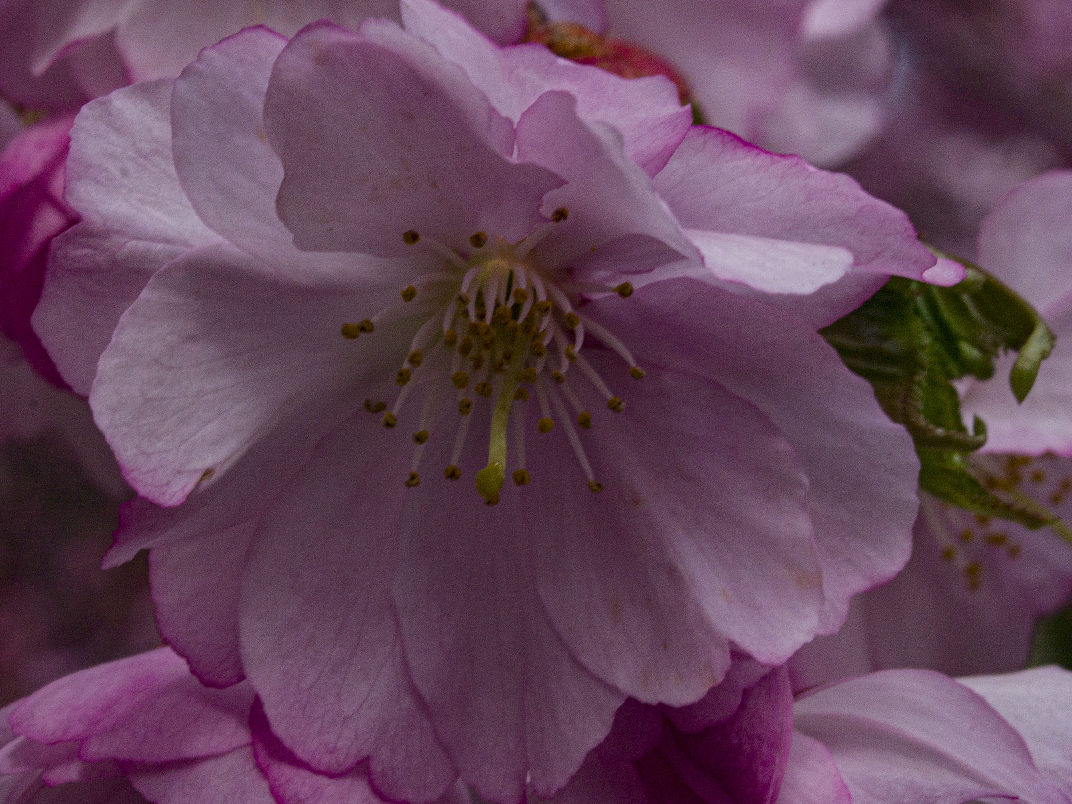 Japanese Cherry Blossoms