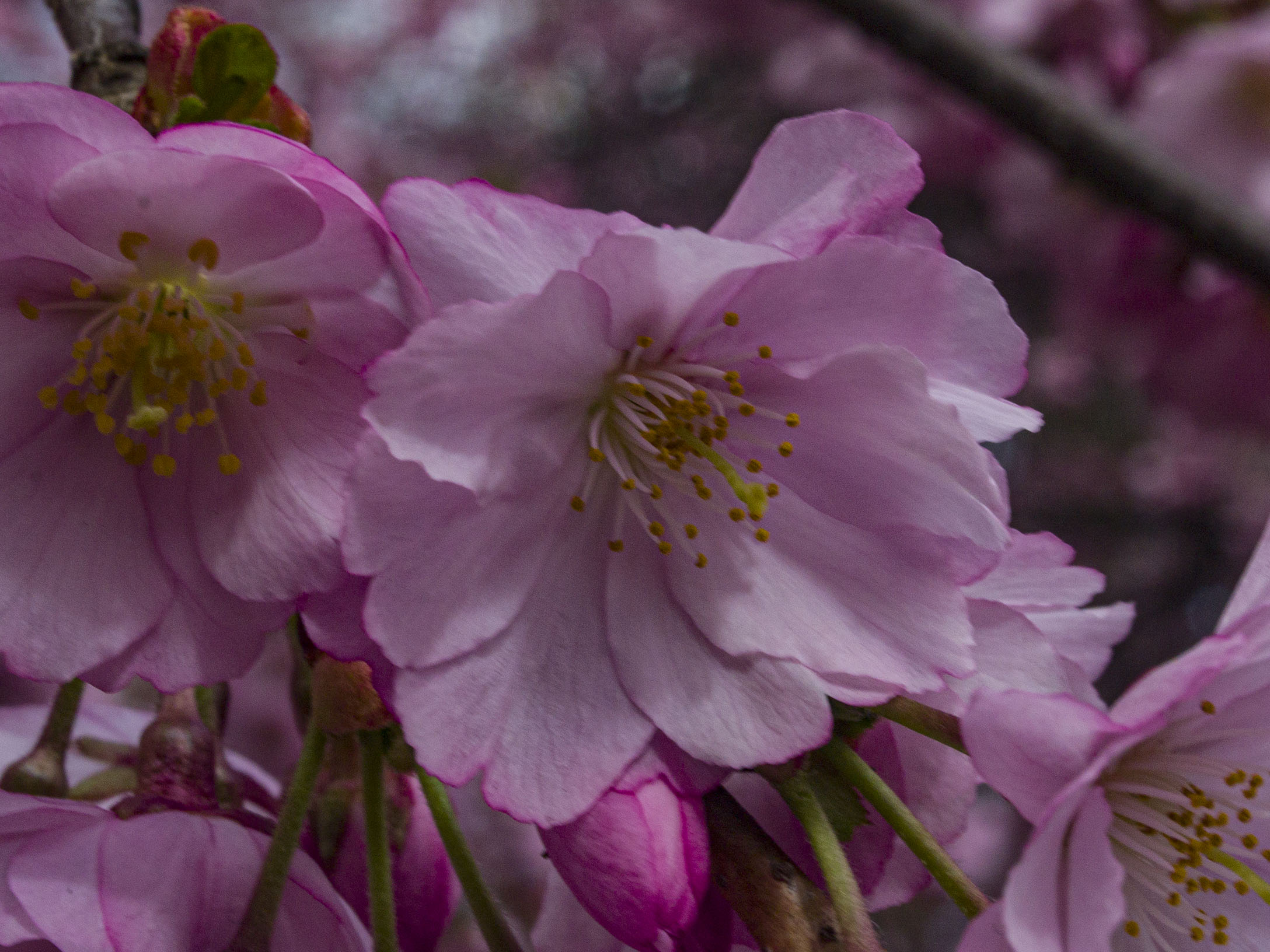 Japanese Cherry Blossoms