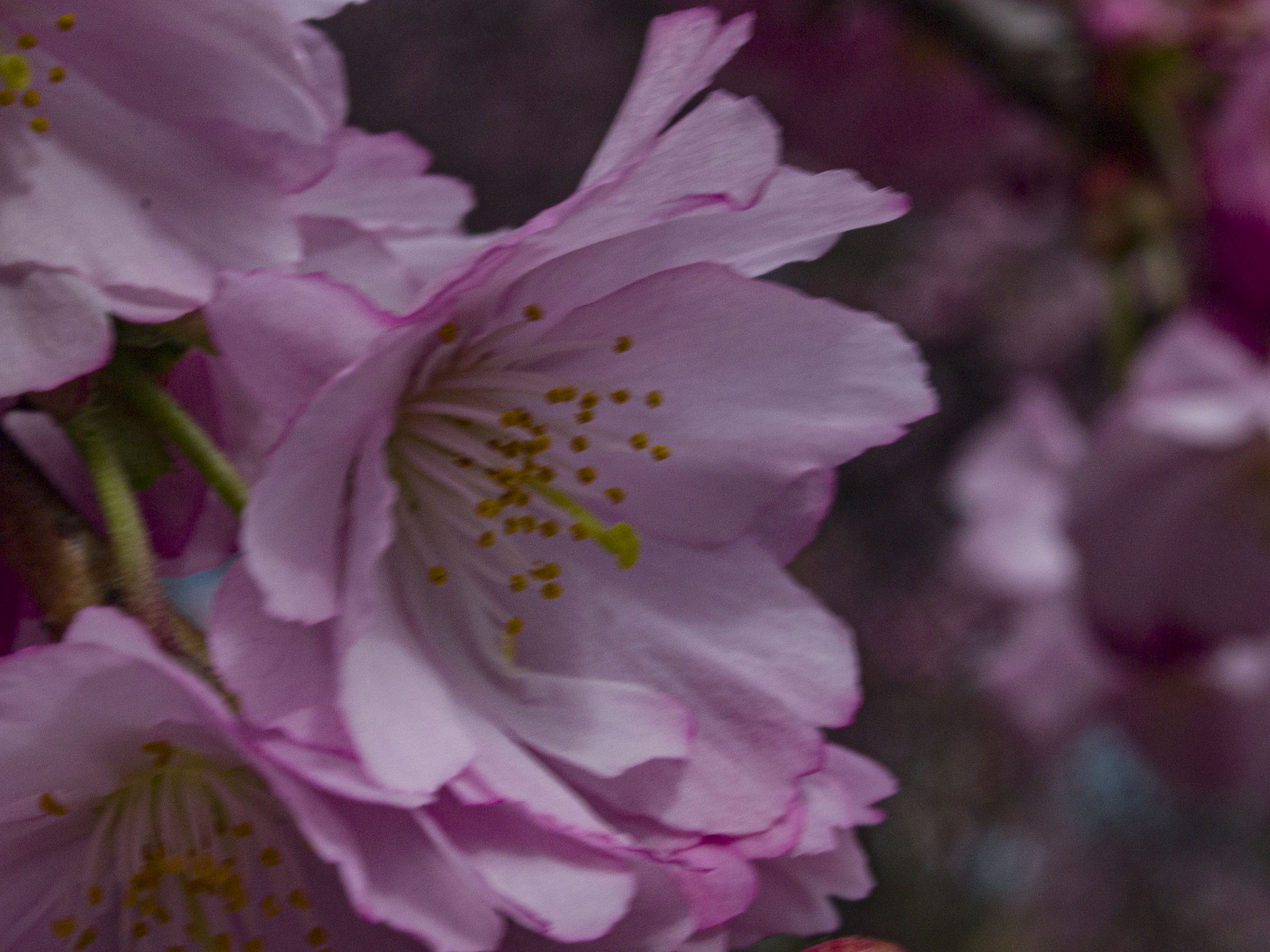 Japanese Cherry Blossoms