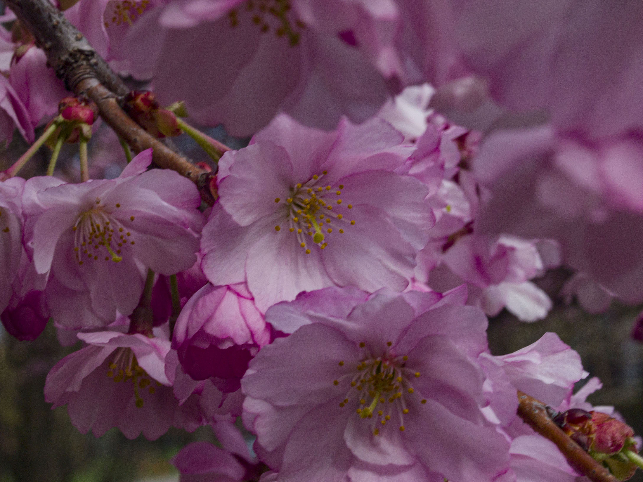 Japanese Cherry Blossoms