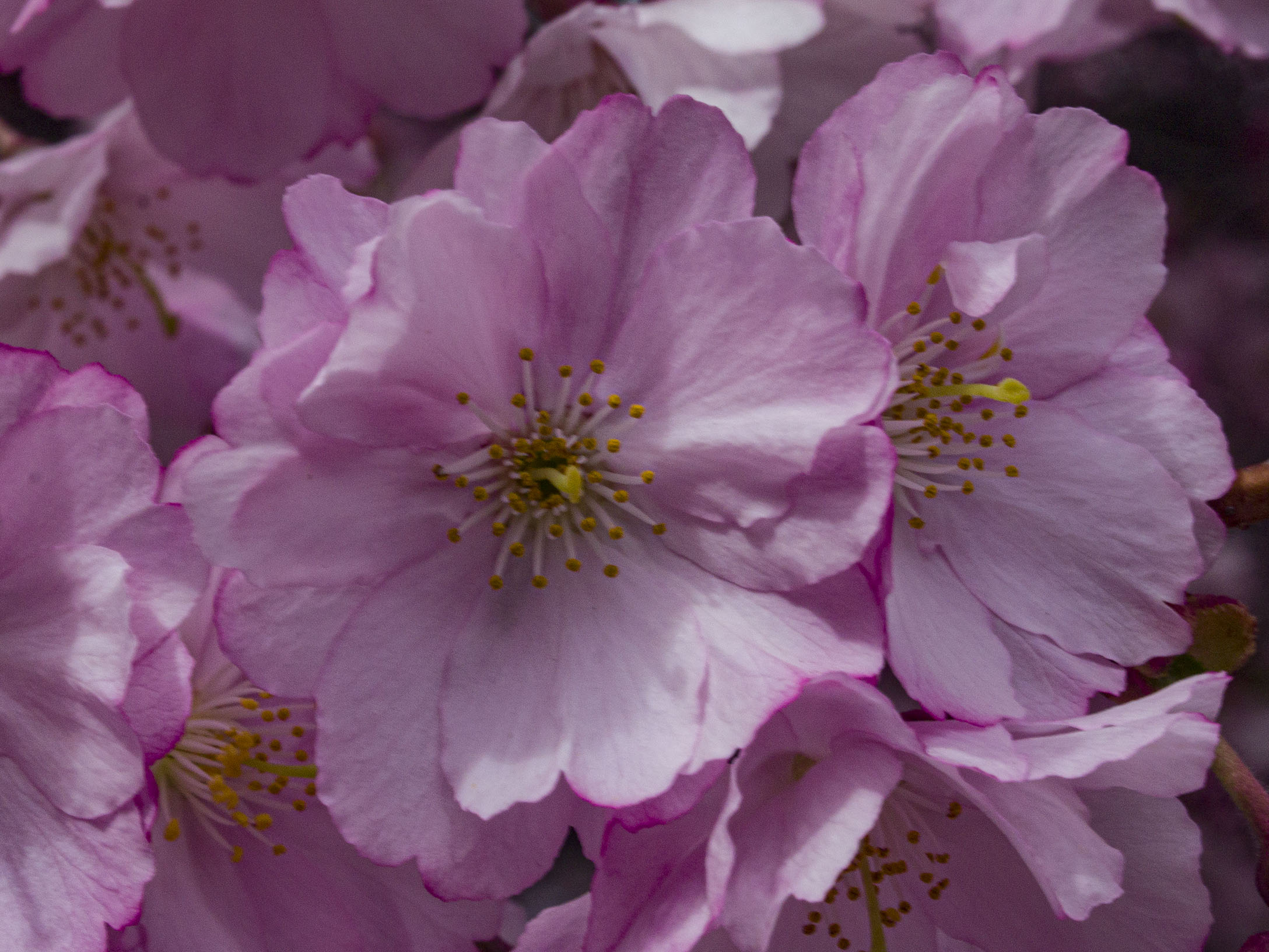 Japanese Cherry Blossoms