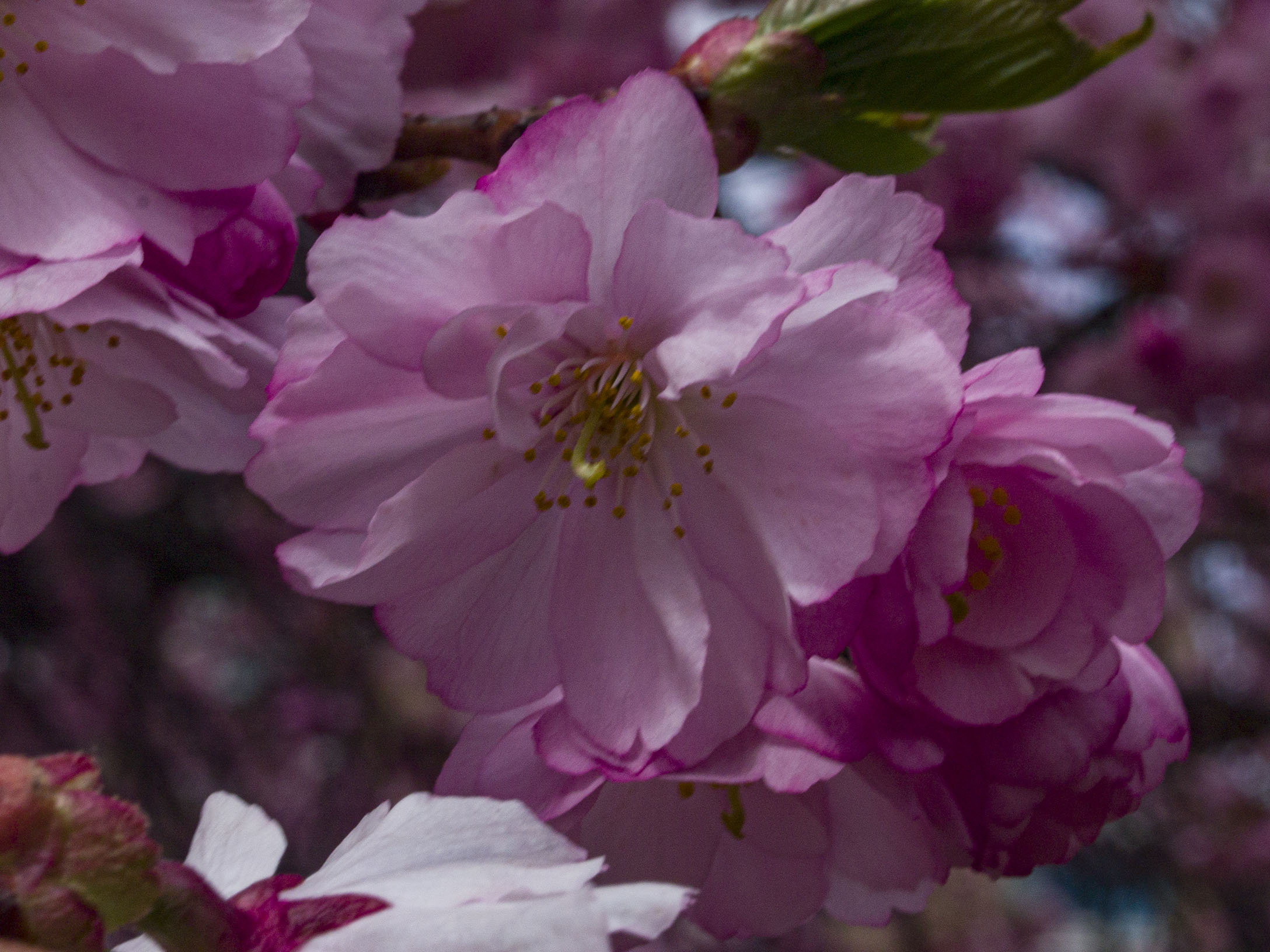 Japanese Cherry Blossoms