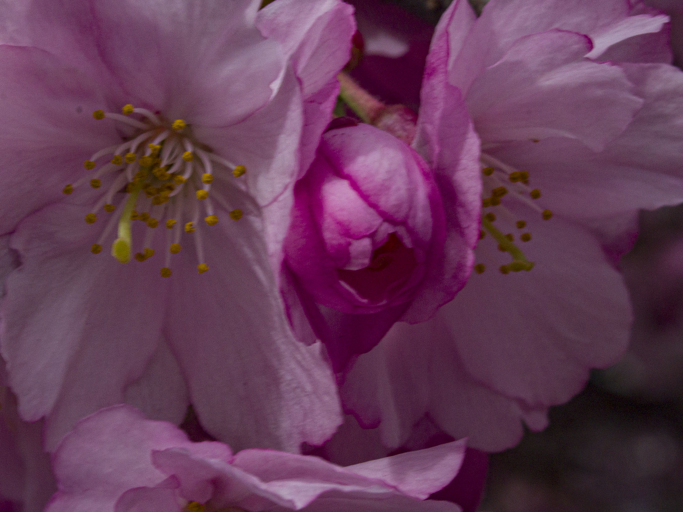 Japanese Cherry Blossoms