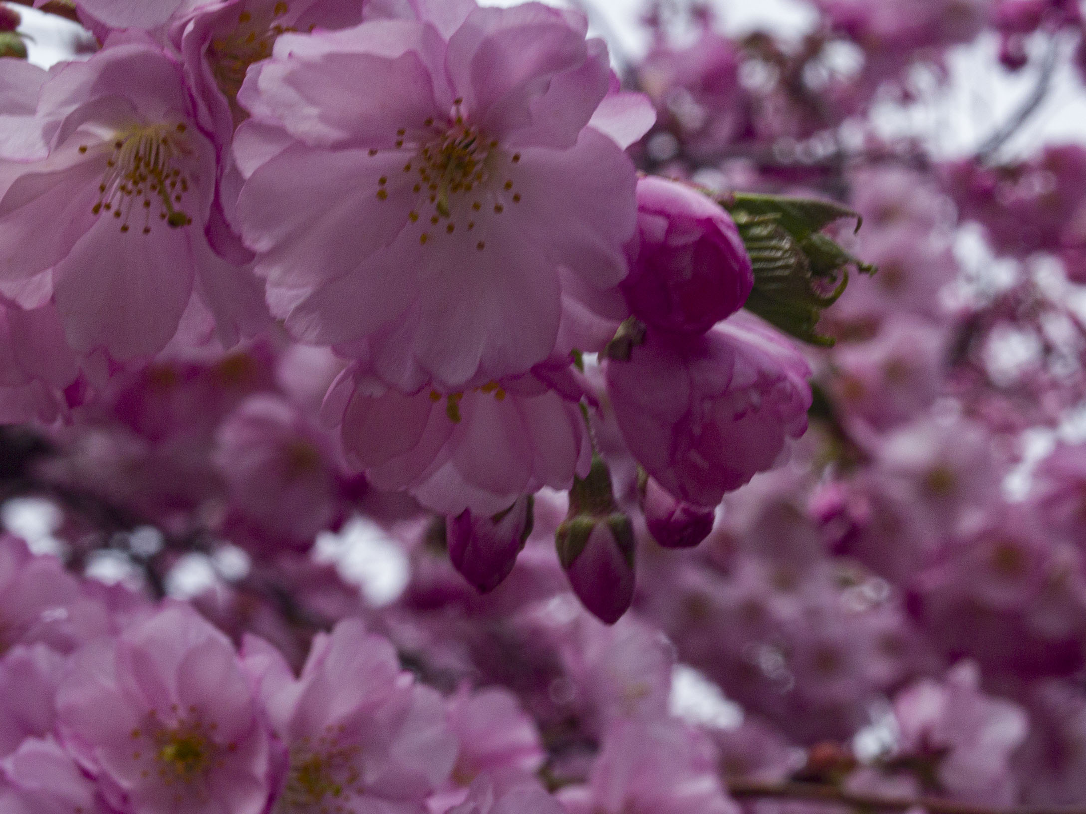 Japanese Cherry Blossoms