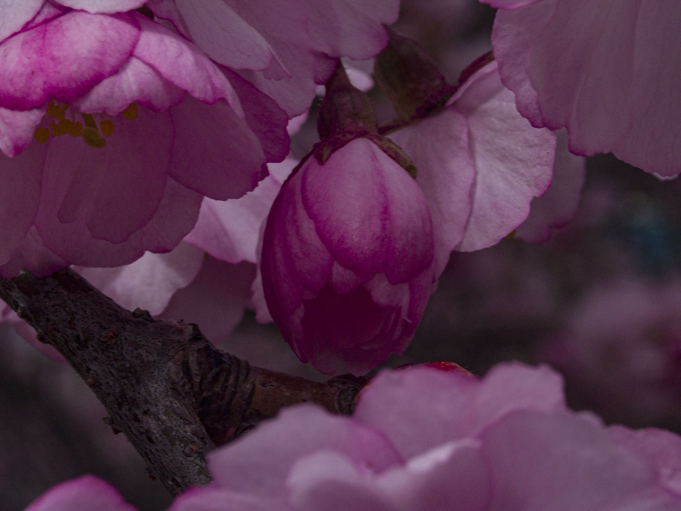 Japanese Cherry Blossoms