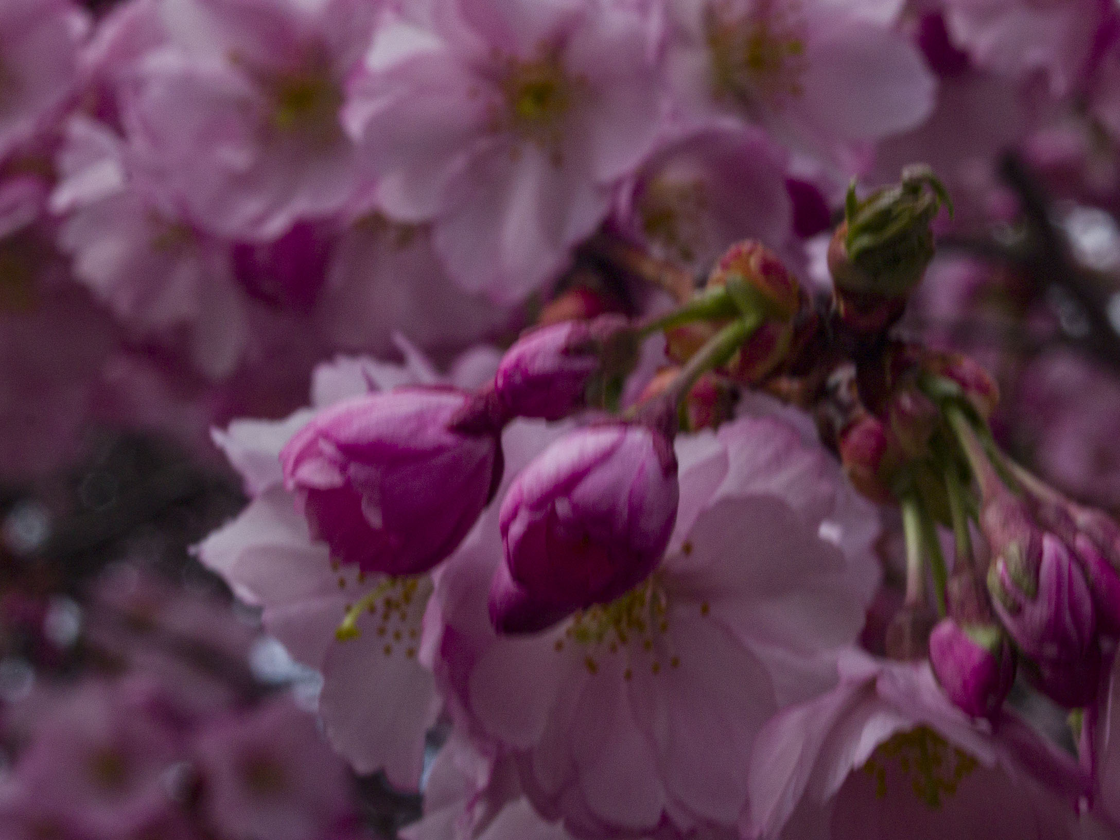 Japanese Cherry Blossoms