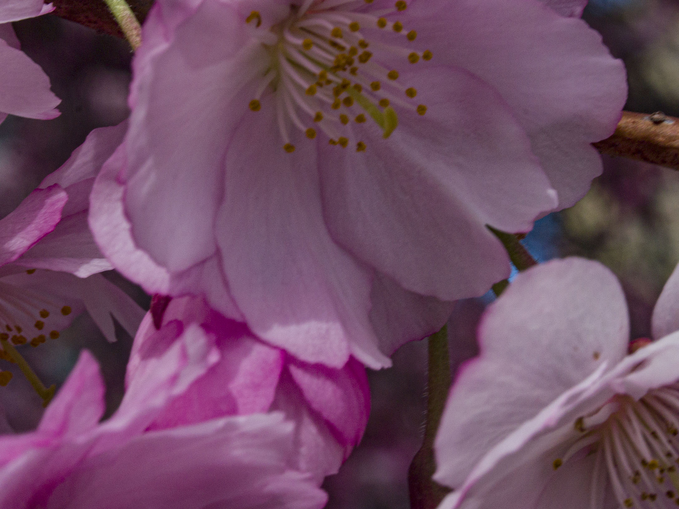 Japanese Cherry Blossoms