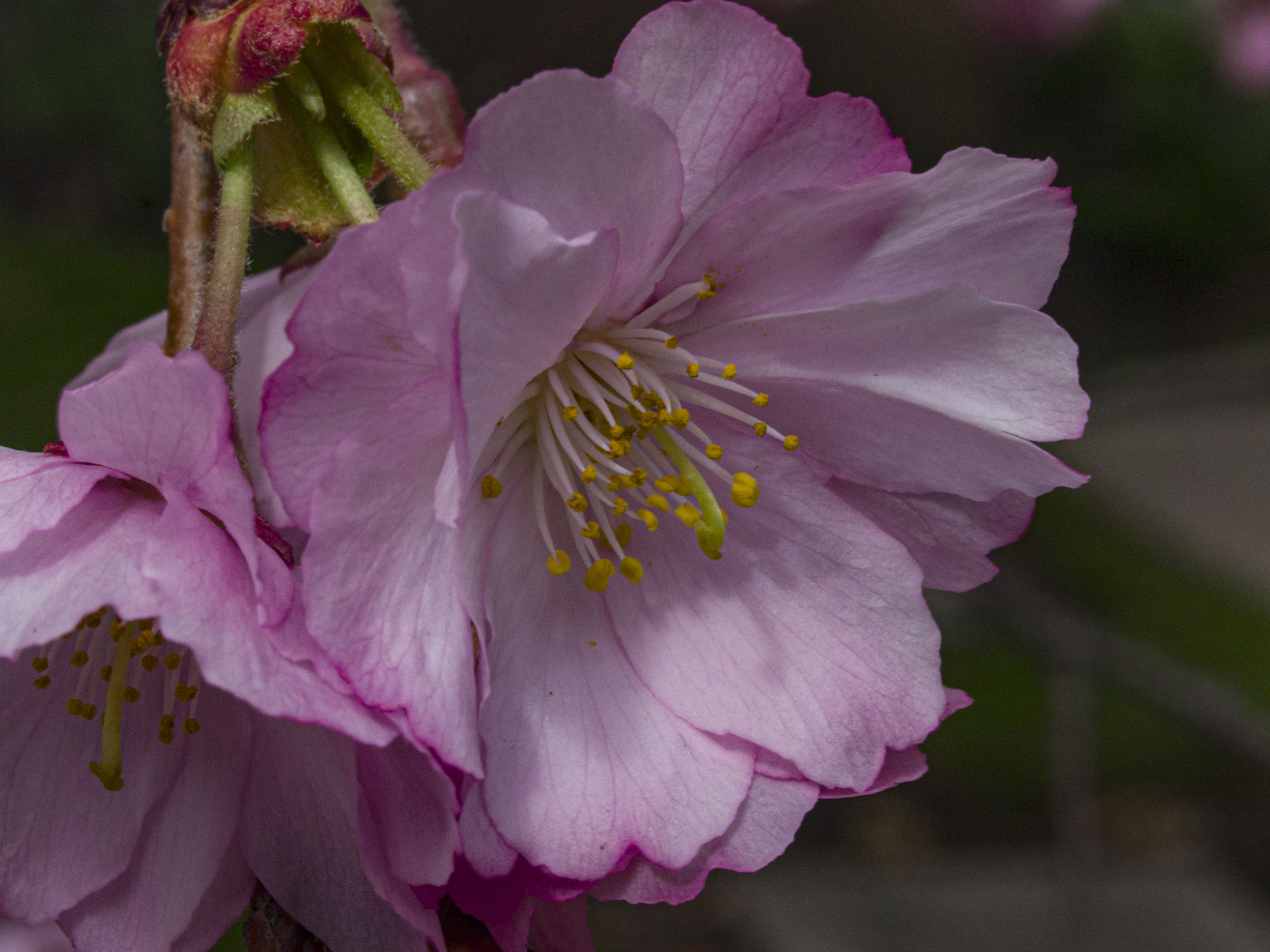 Japanese Cherry Blossoms