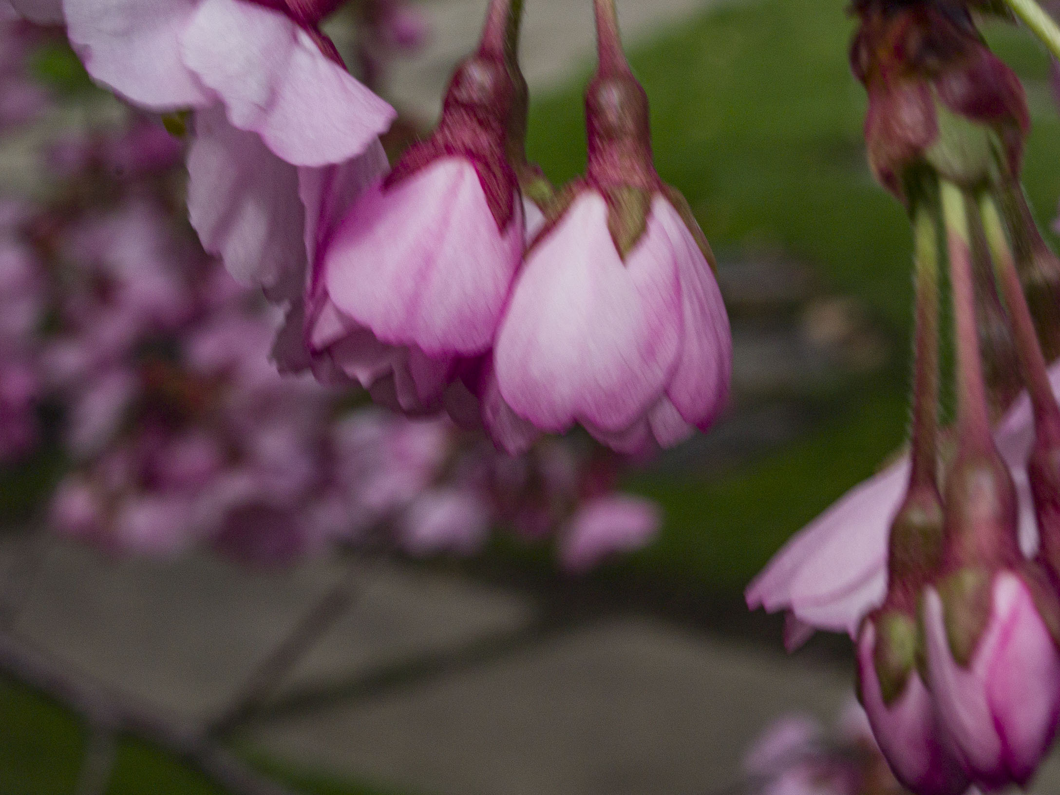 Japanese Cherry Blossoms