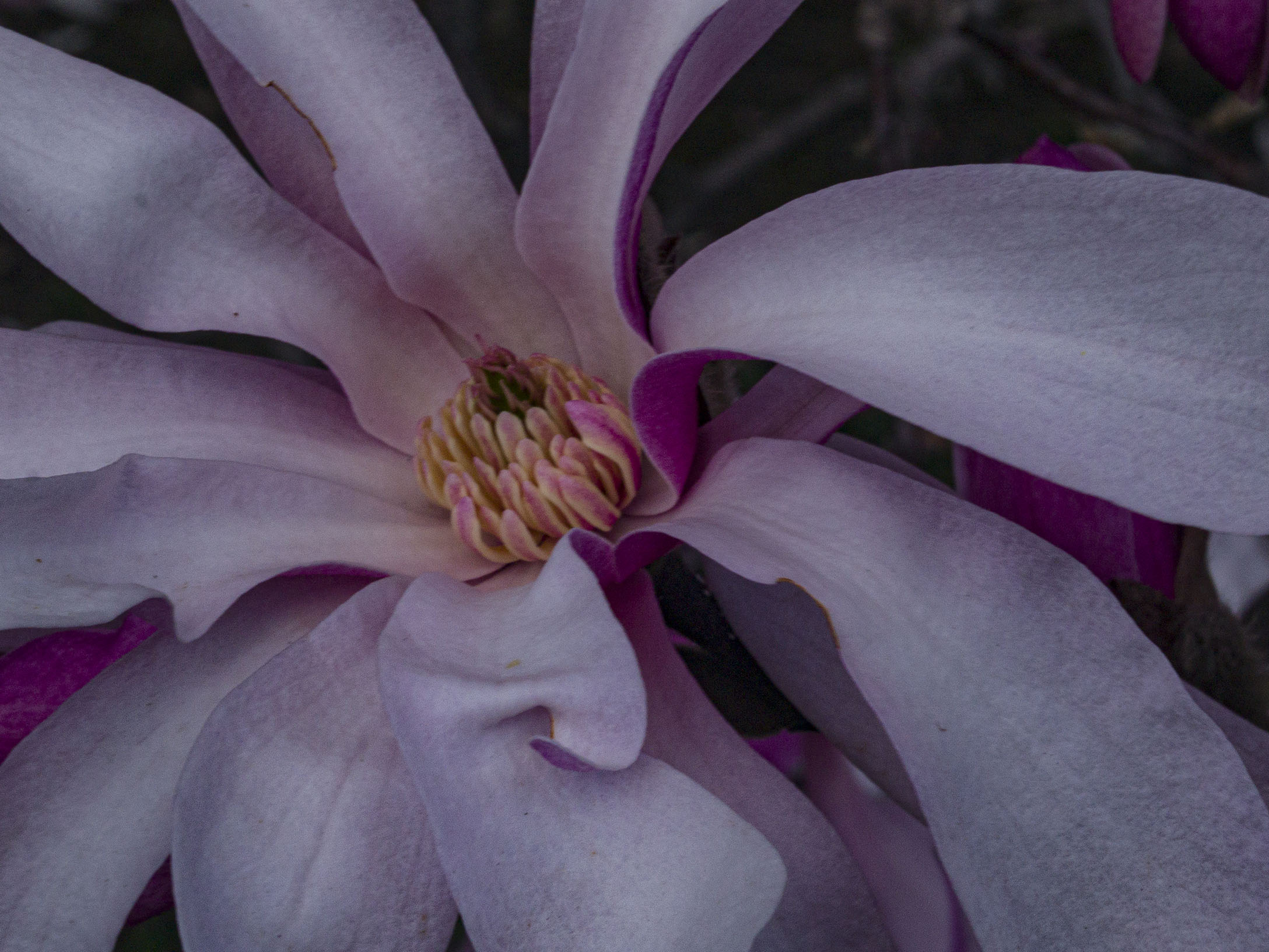 Pink Star Magnolia