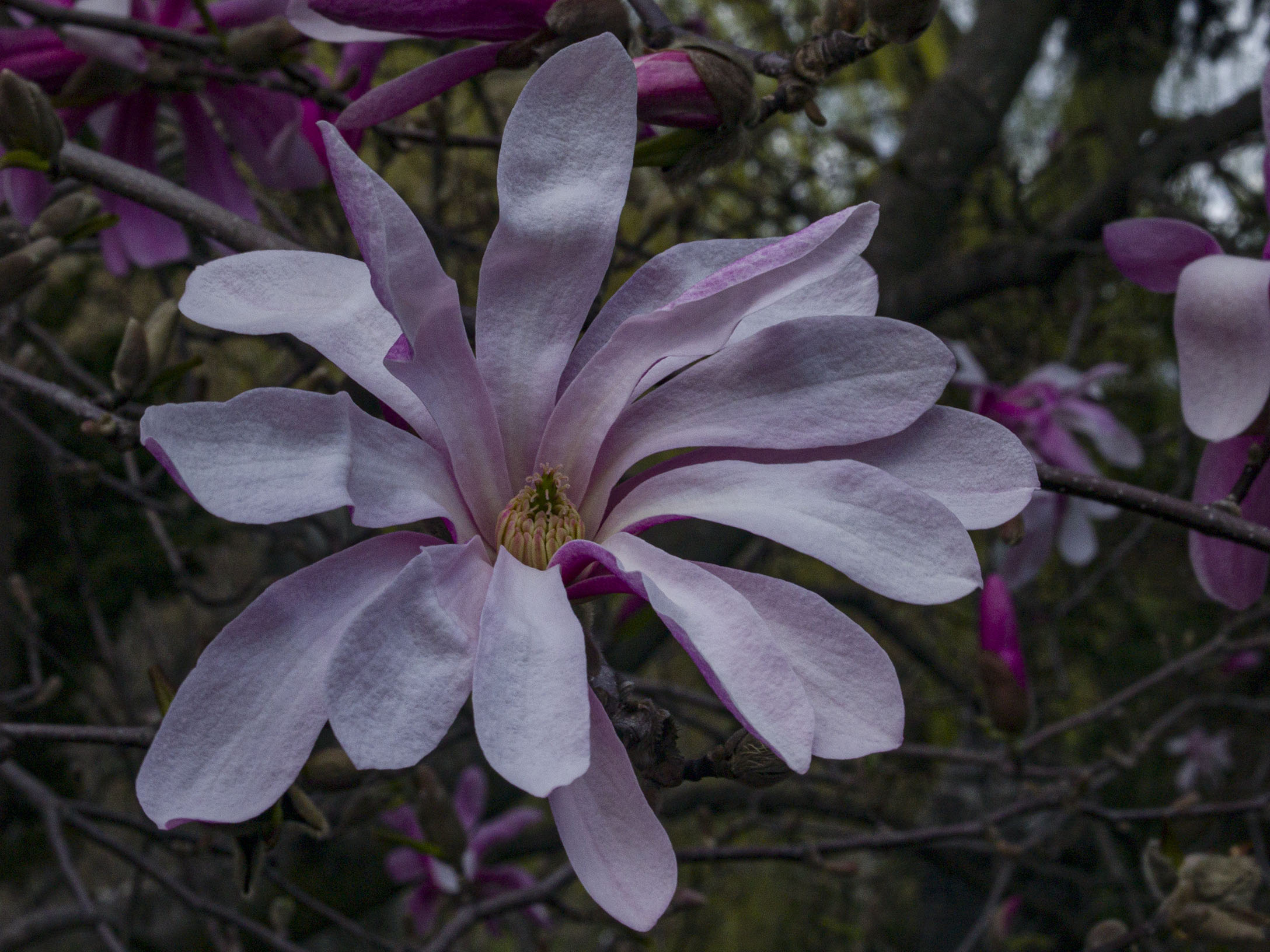 Pink Star Magnolia