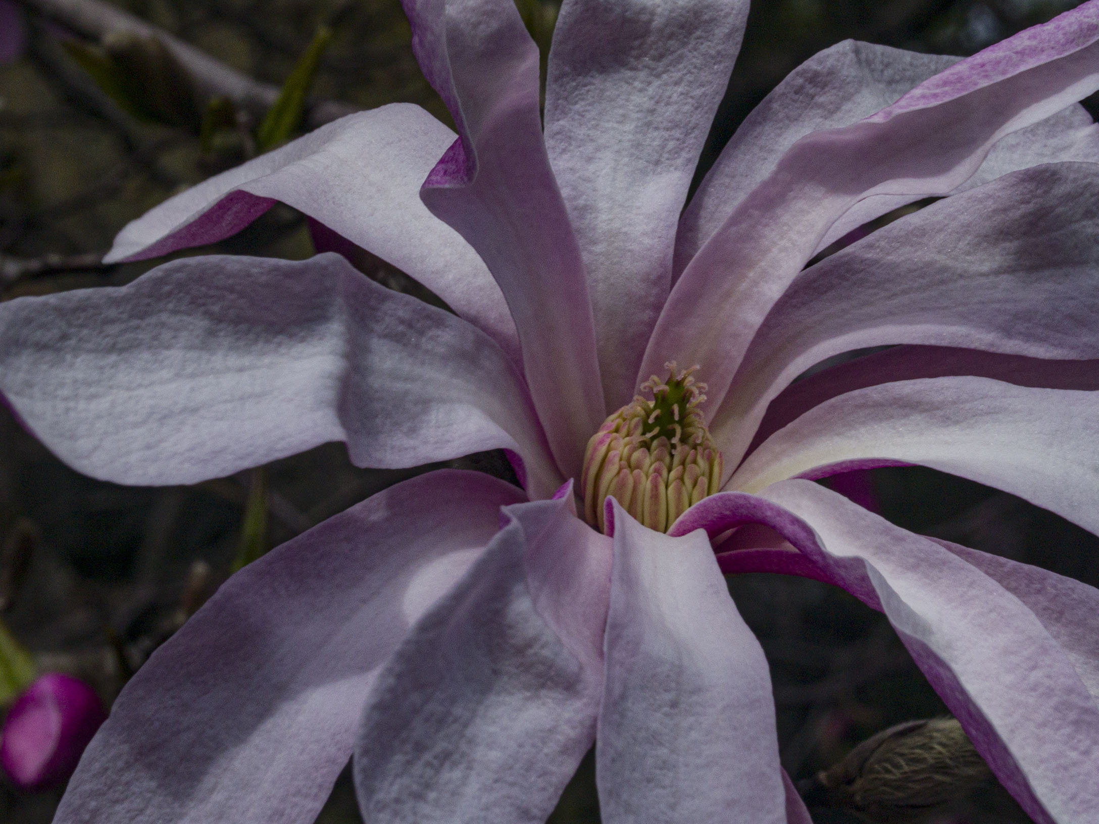 Pink Star Magnolia