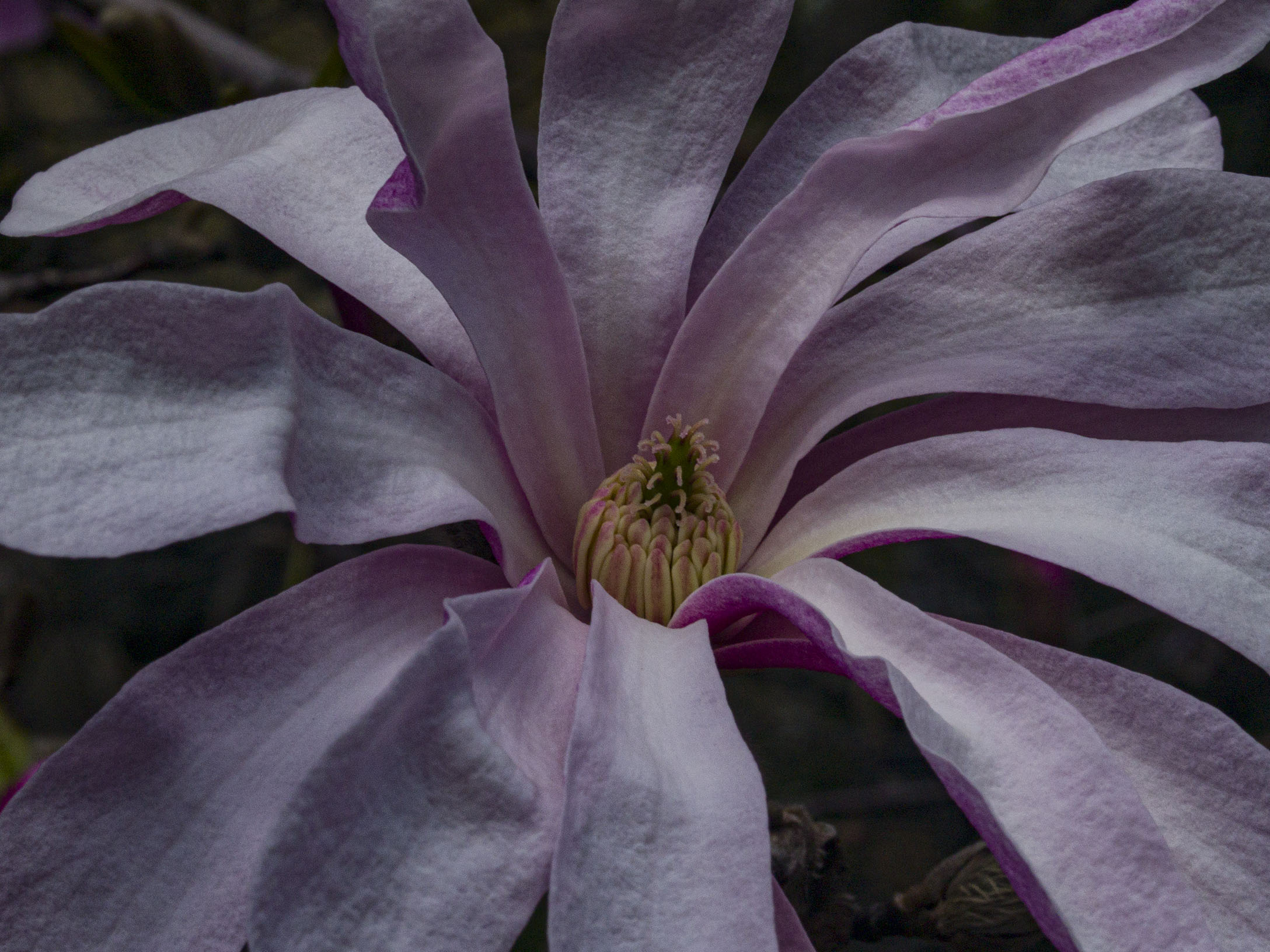 Pink Star Magnolia