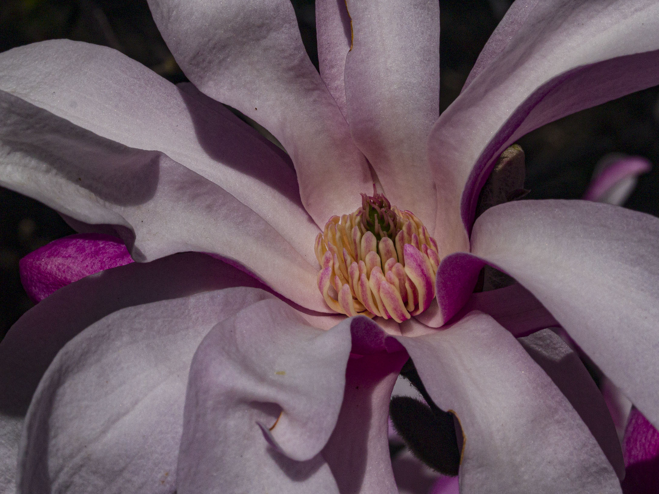 Pink Star Magnolia