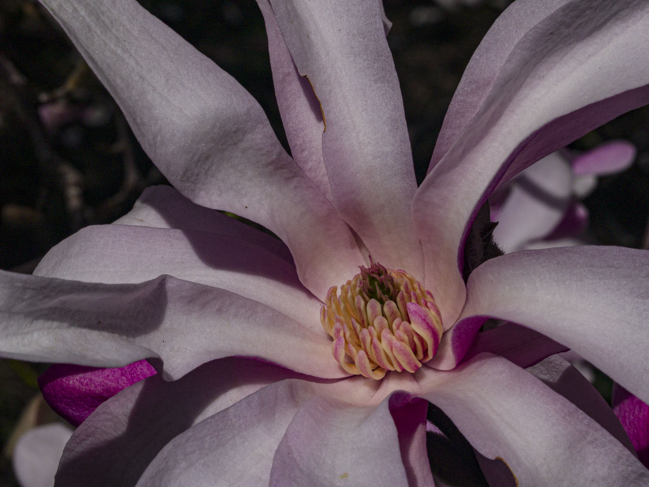 Pink Star Magnolia