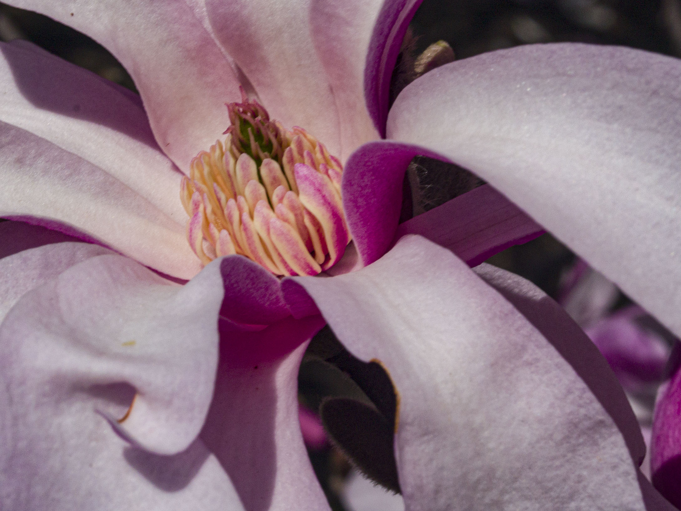 Pink Star Magnolia