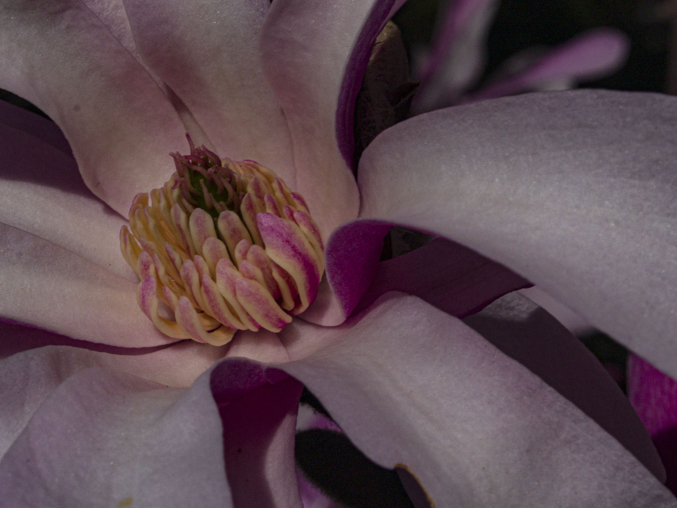 Pink Star Magnolia