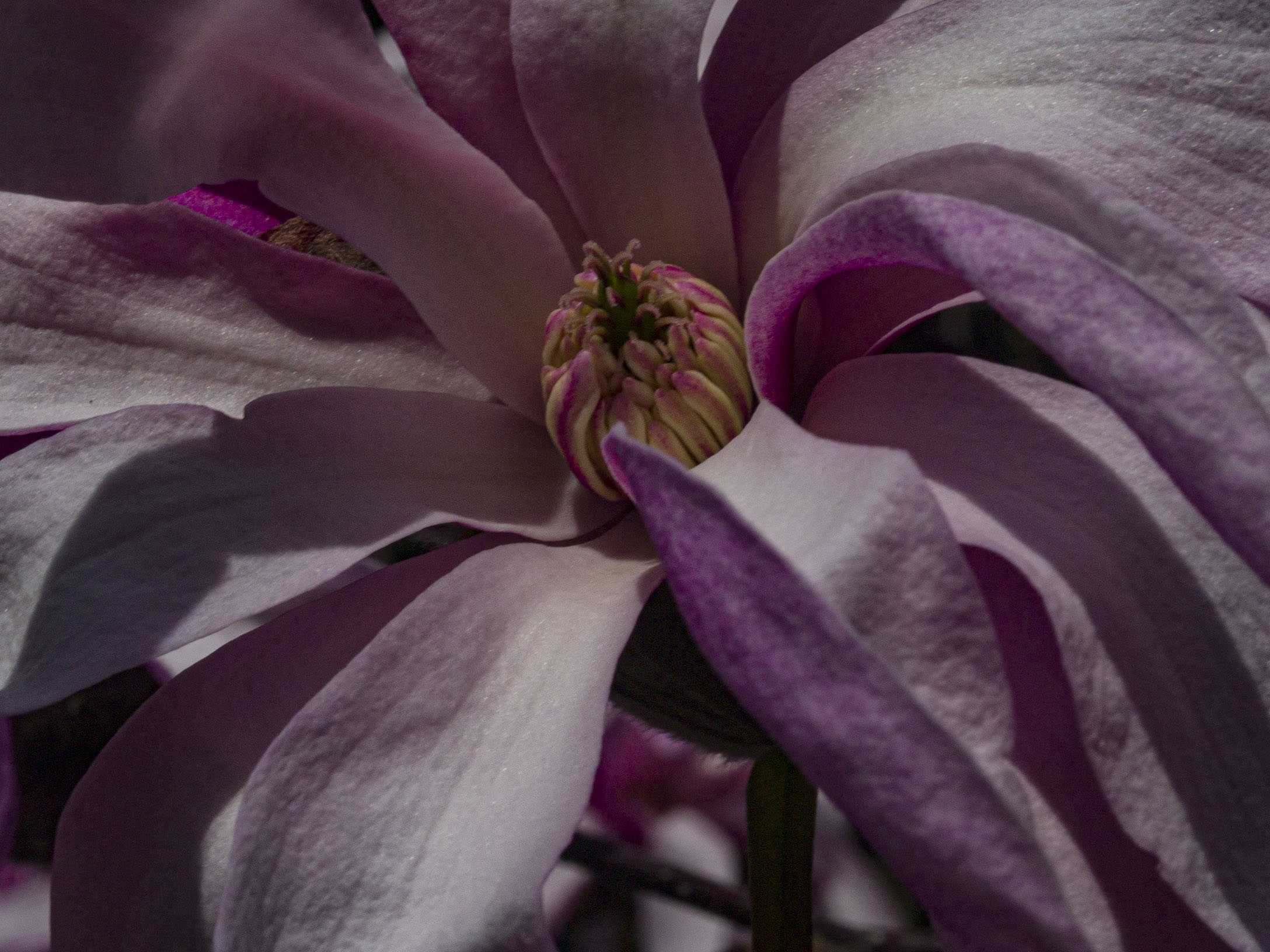 Pink Star Magnolia