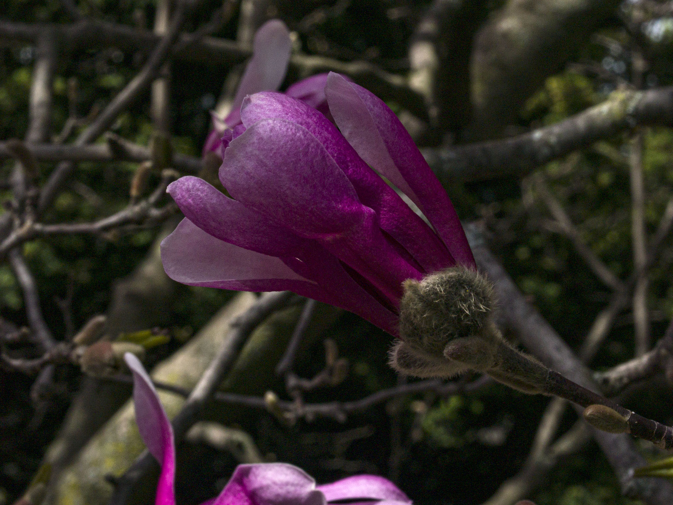 Pink Star Magnolia