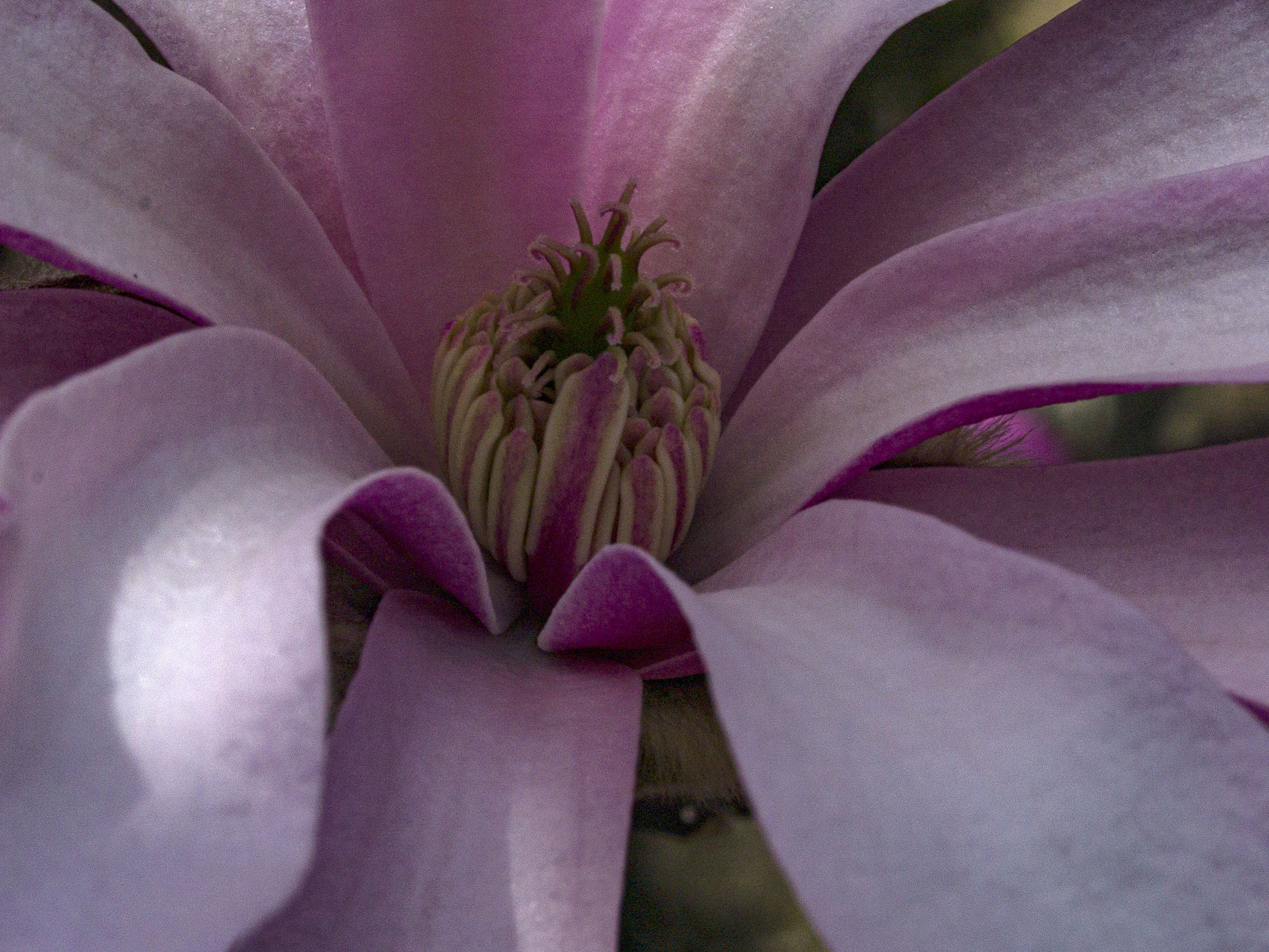 Pink Star Magnolia