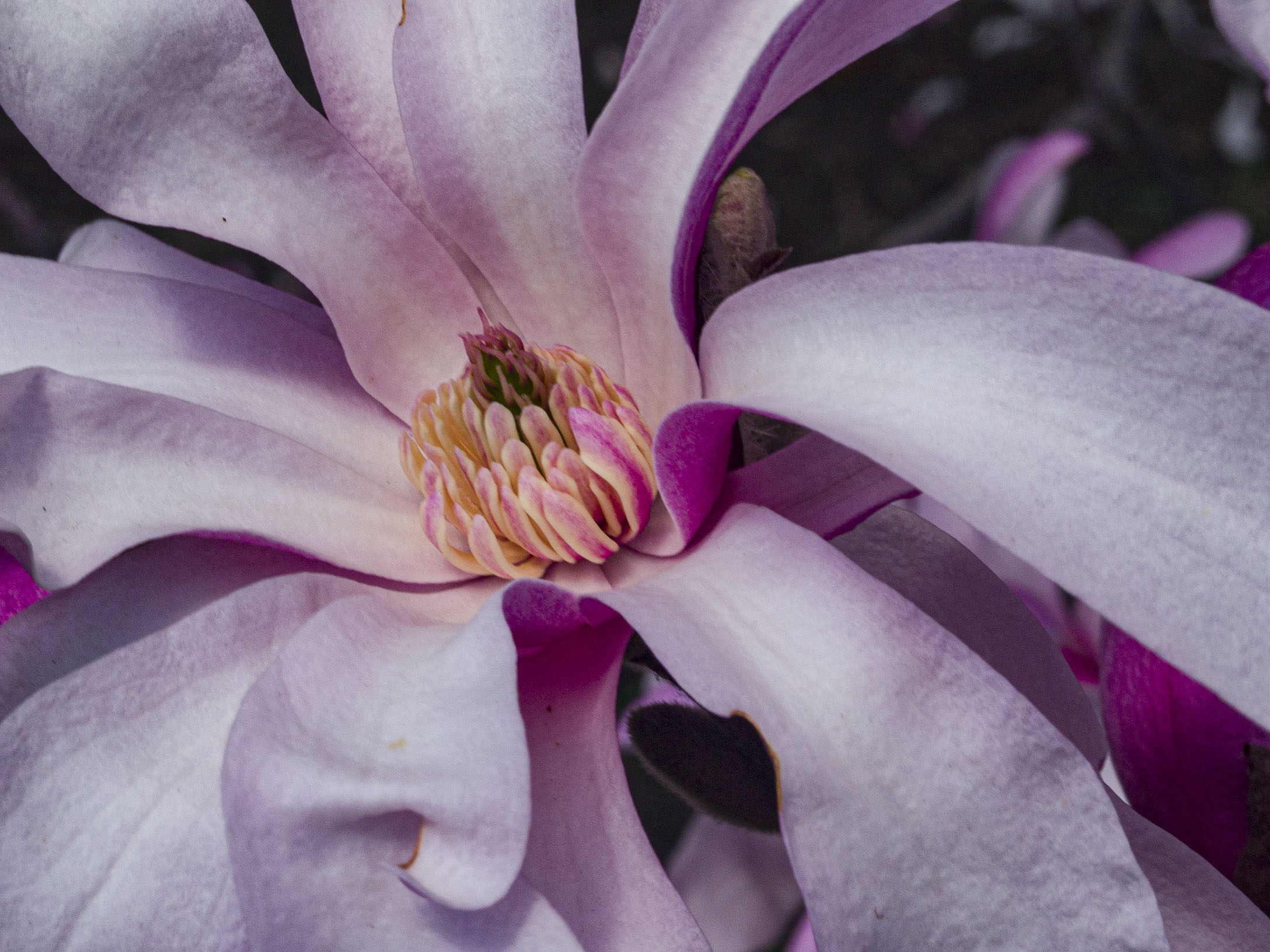 Pink Star Magnolia