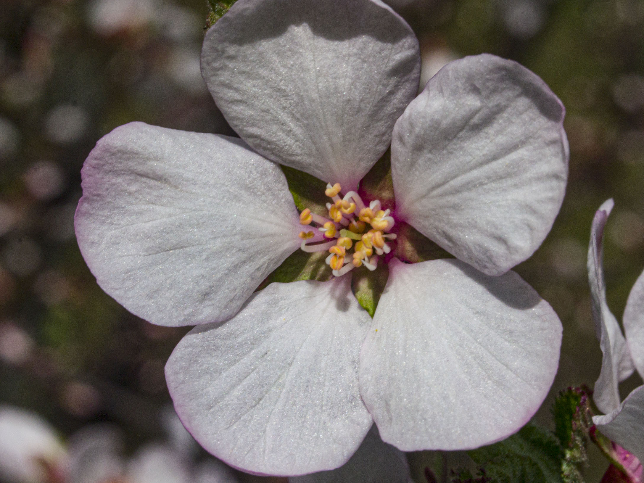 ​White Cherry Blossoms​