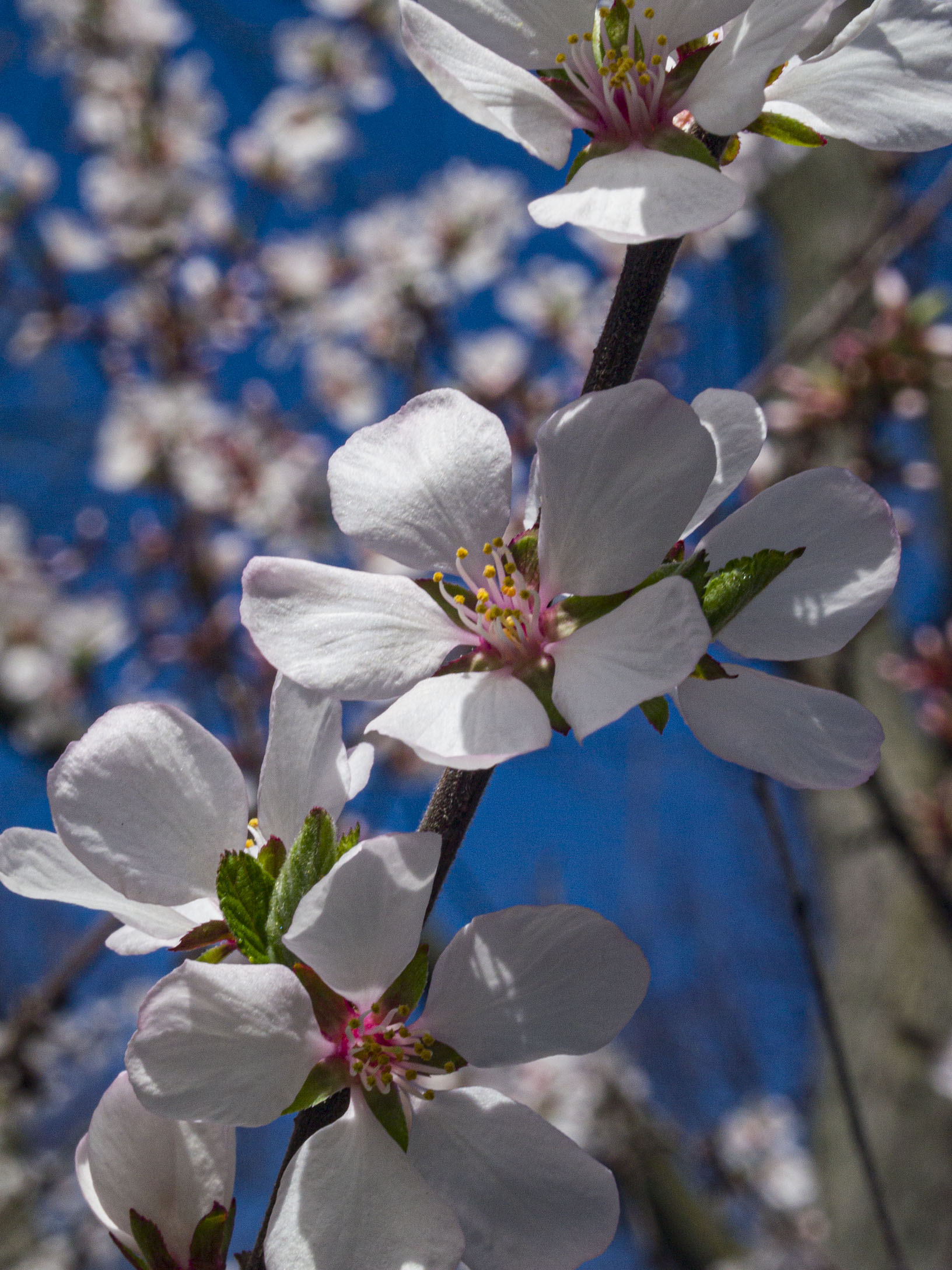 ​White Cherry Blossoms​