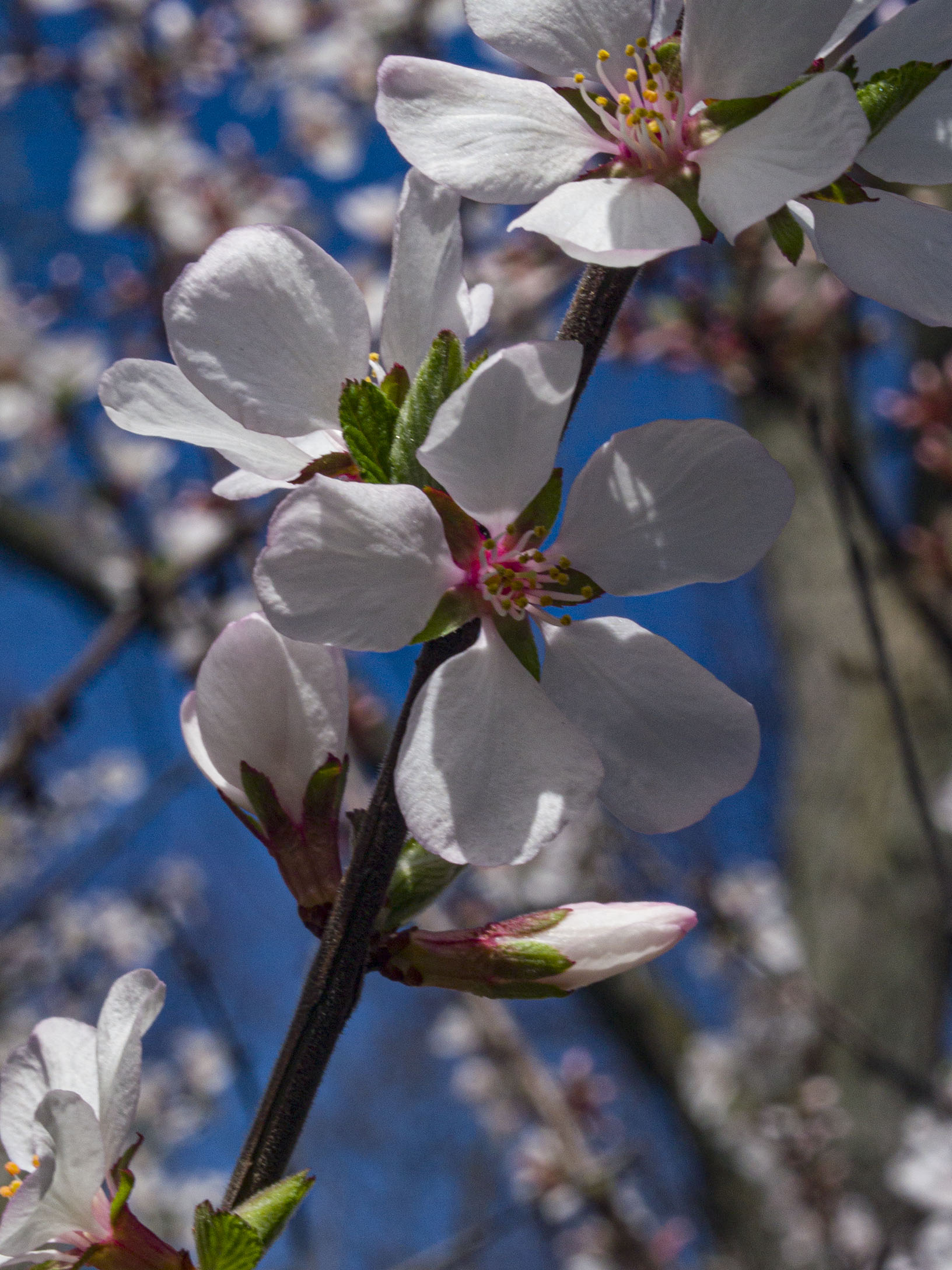 ​White Cherry Blossoms​