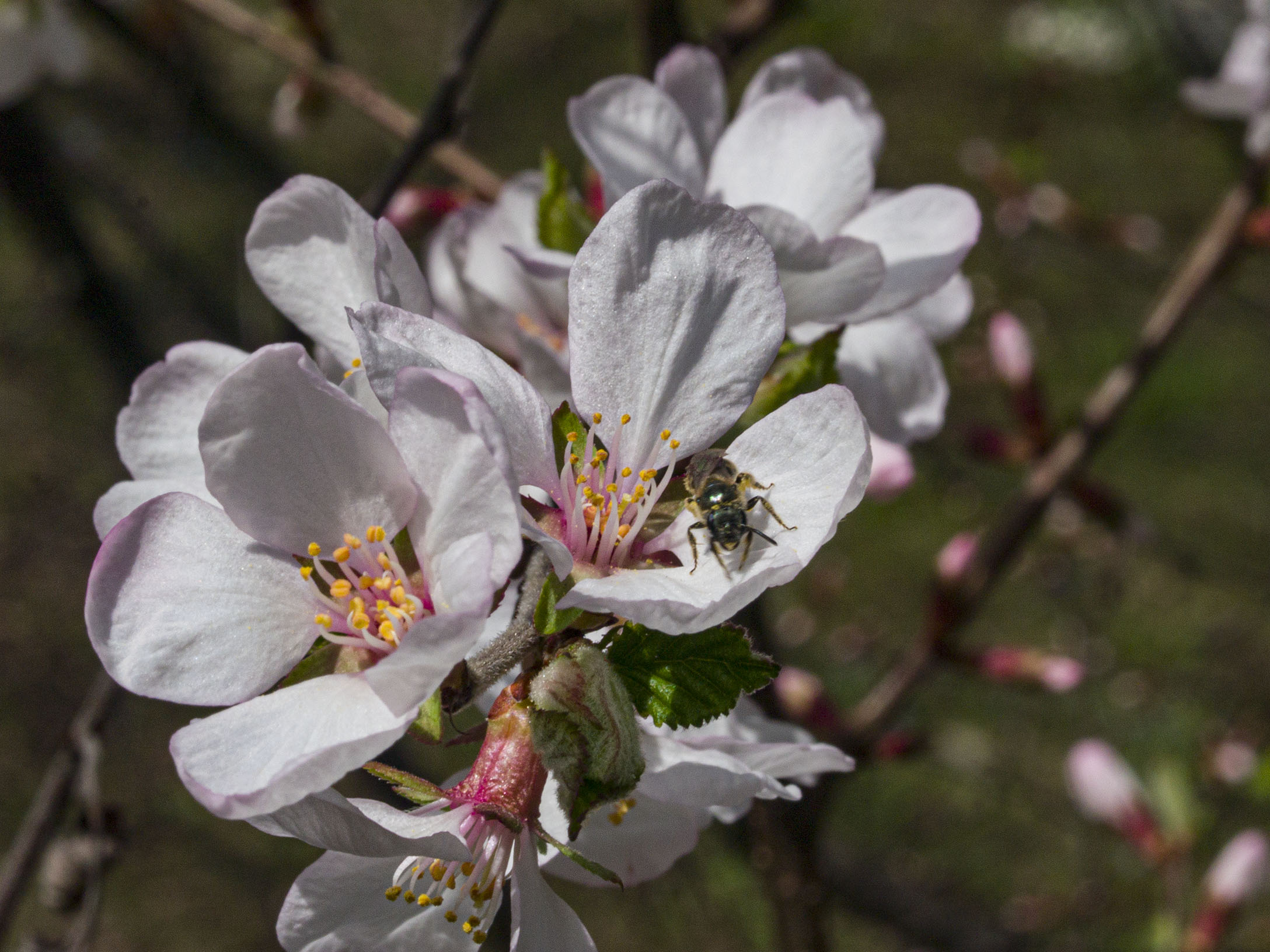 ​White Cherry Blossoms​