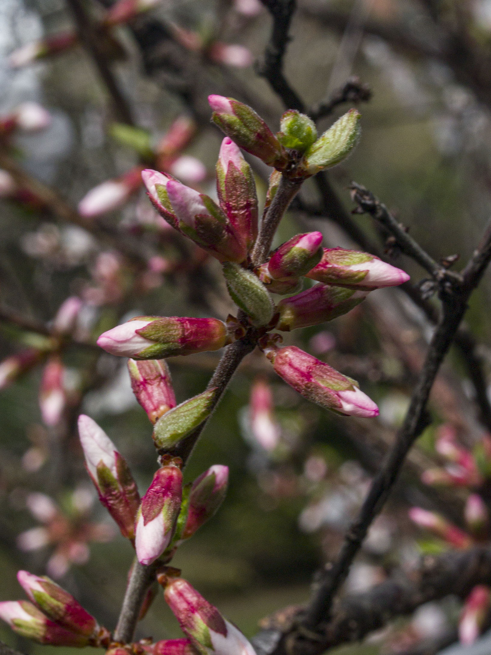 ​White Cherry Blossoms​