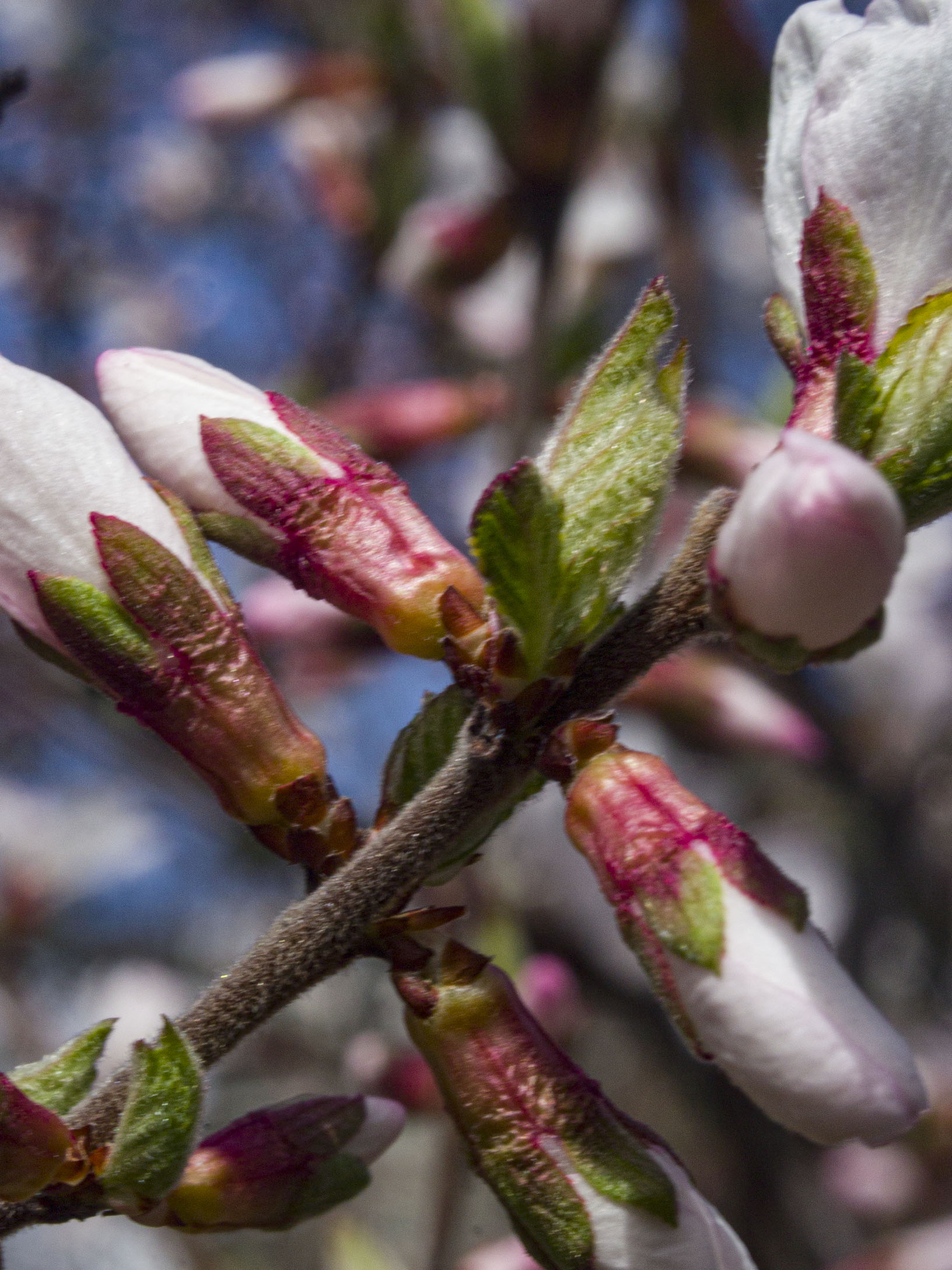 ​White Cherry Blossoms​