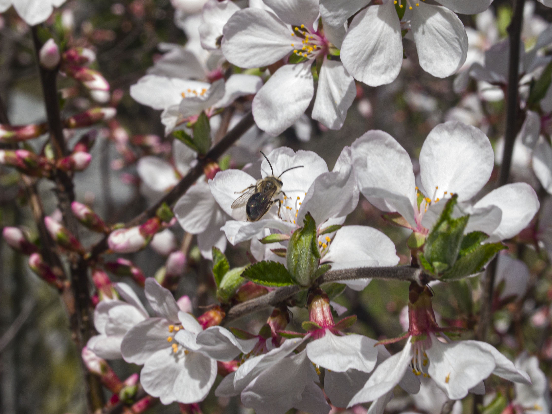 ​White Cherry Blossoms​