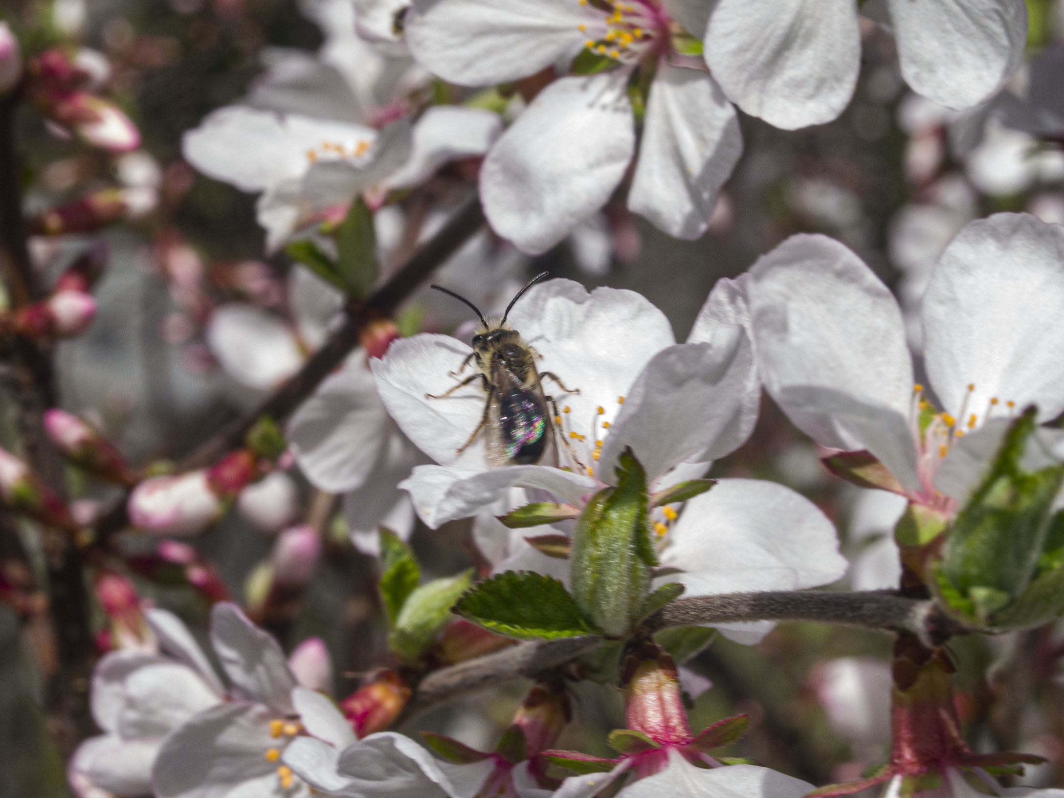 ​White Cherry Blossoms​