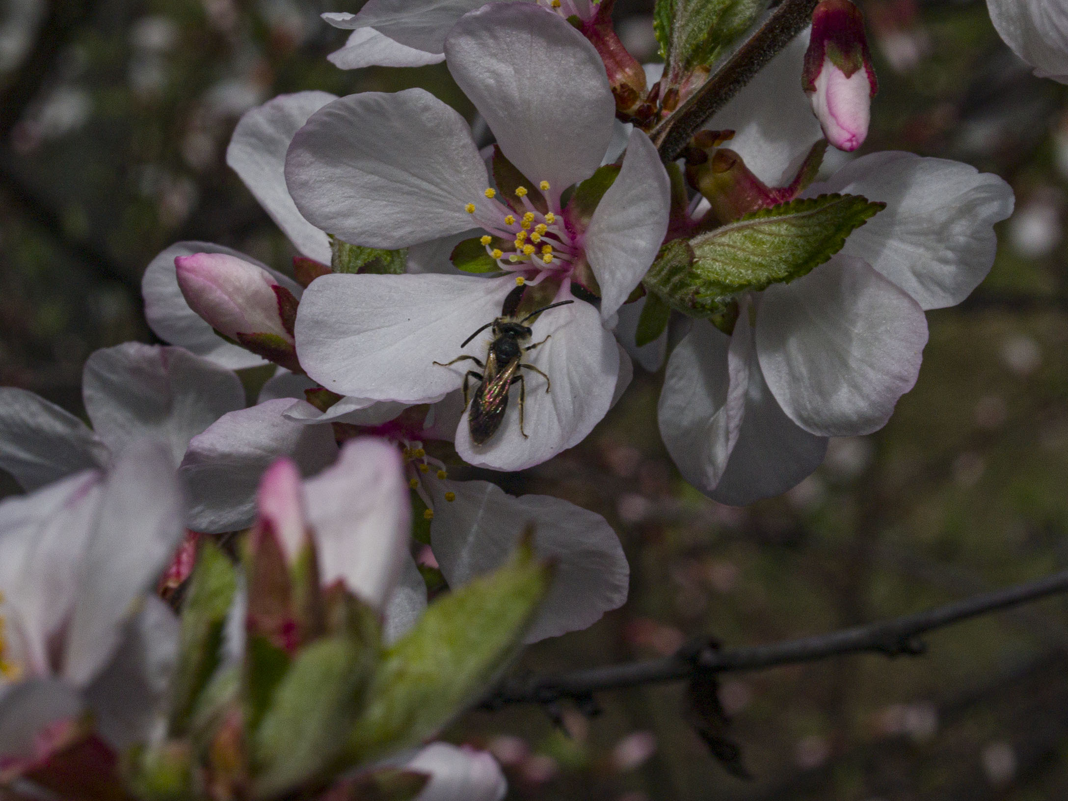 ​White Cherry Blossoms​