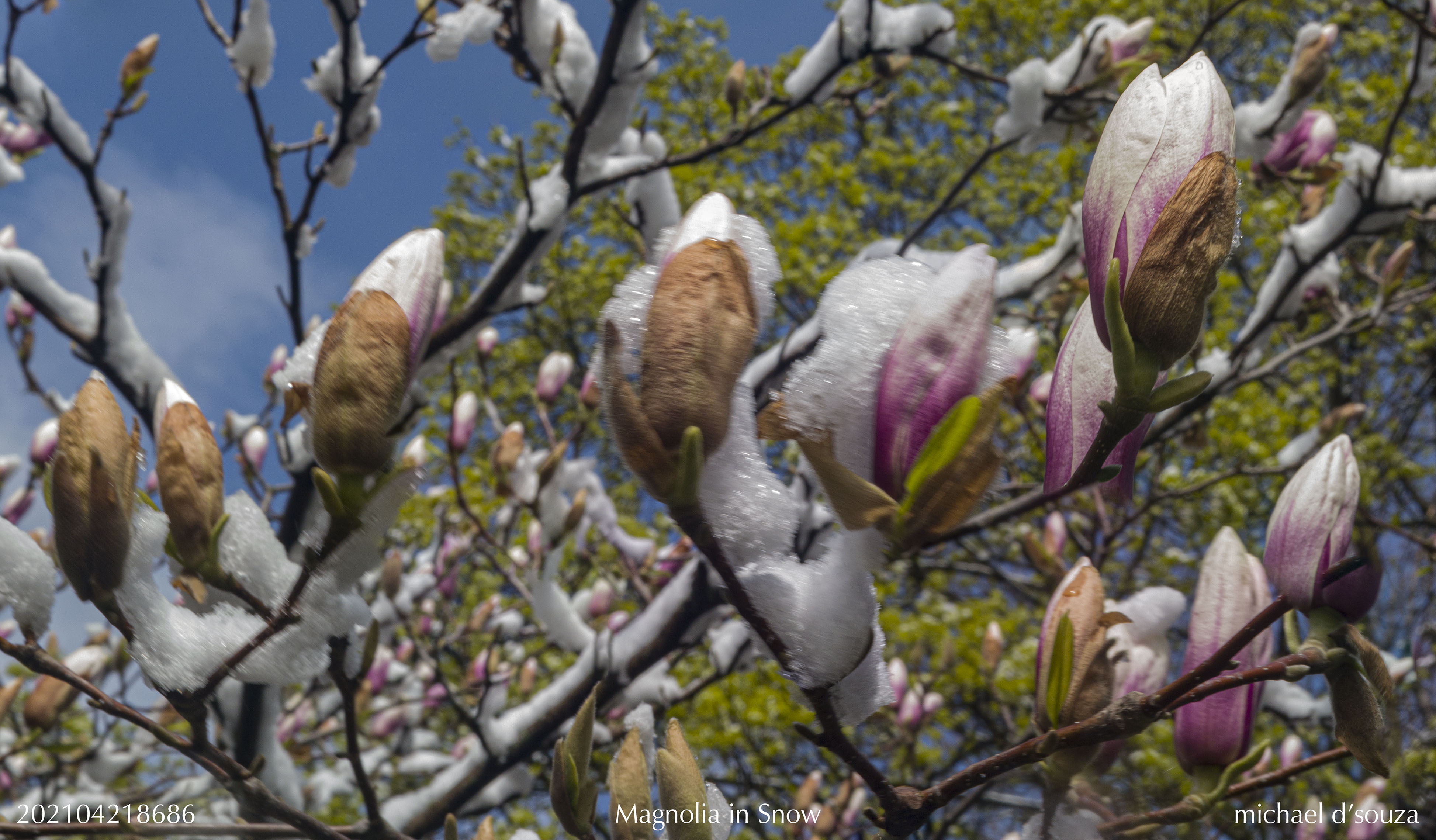 Magnolia in Snow