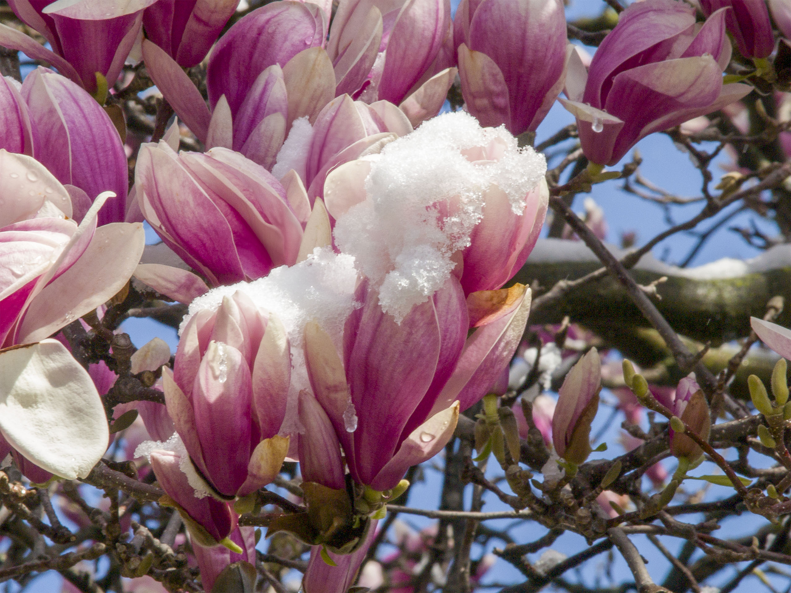 Magnolia in Snow