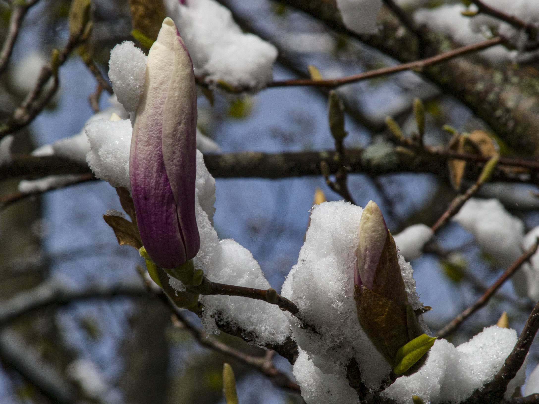 Magnolia in Snow