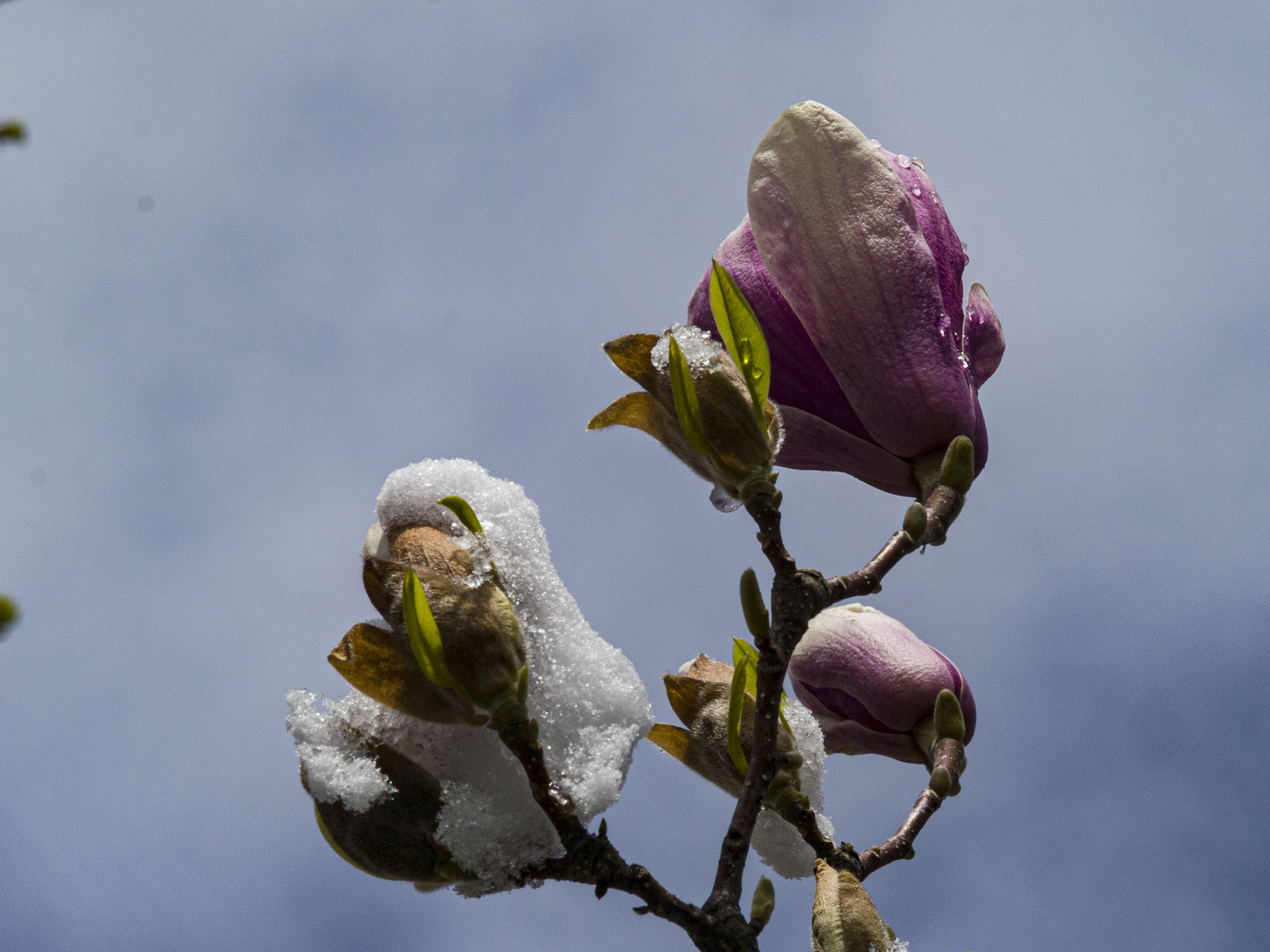 Magnolia in Snow